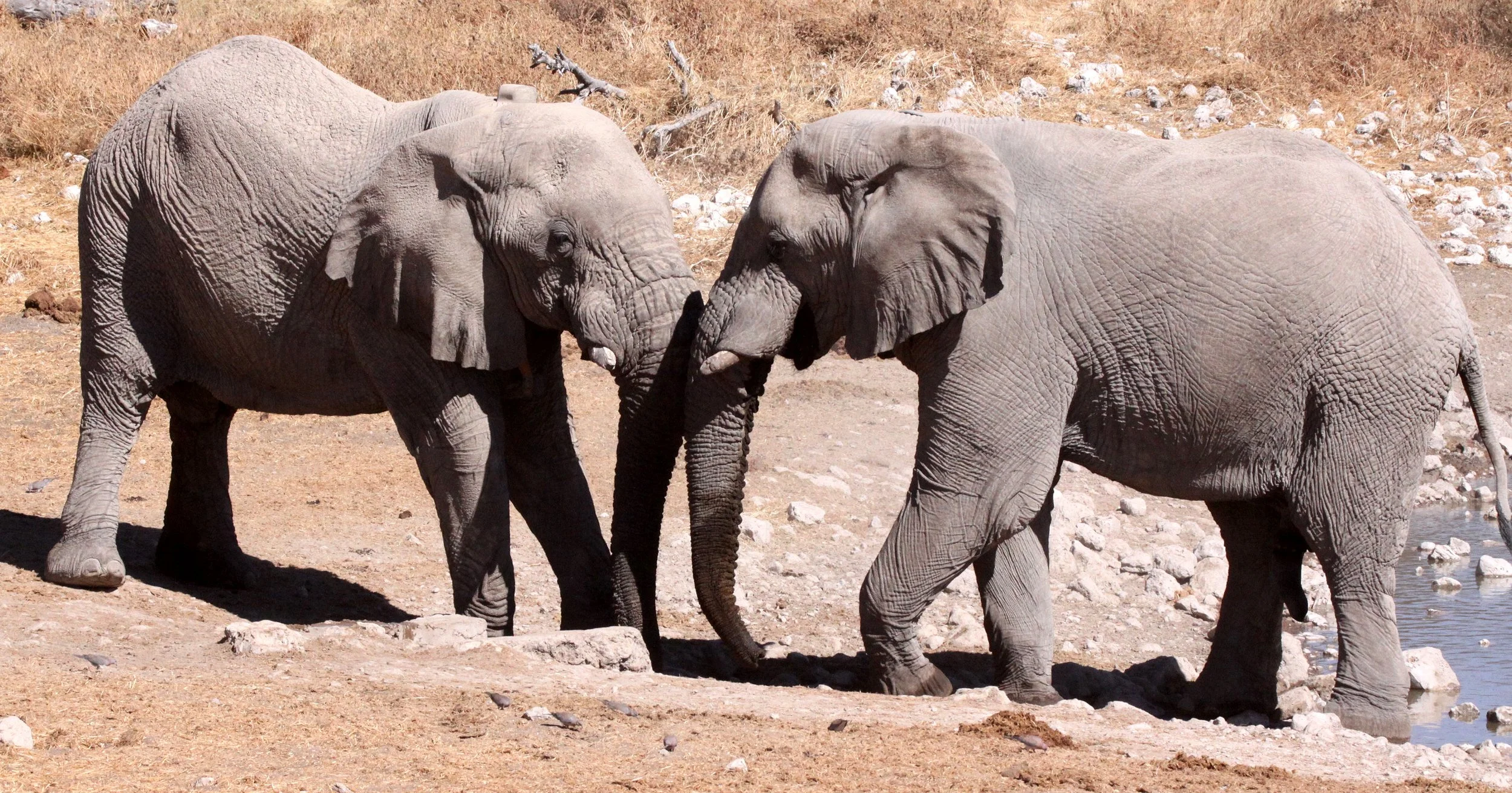 ELEPHANT - AFRICAN ELEPHANT - ETOSHA NATIONAL PARK NAMIBIA (109).JPG
