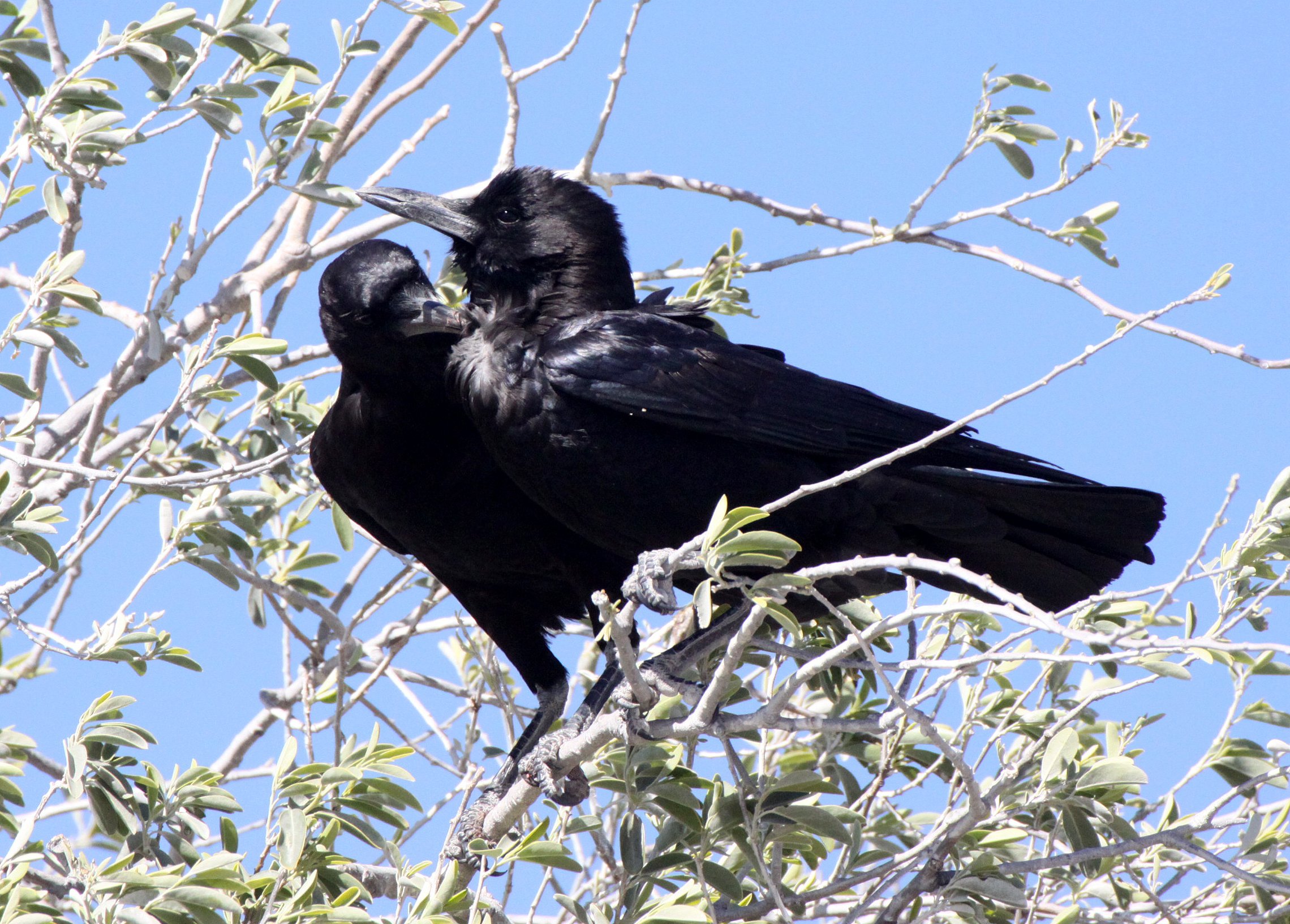 BIRD - CROW - CAPE OR BLACK CROW - CORVUS CAPENSIS - ETOSHA NATIONAL PARK NAMIBIA (9).JPG