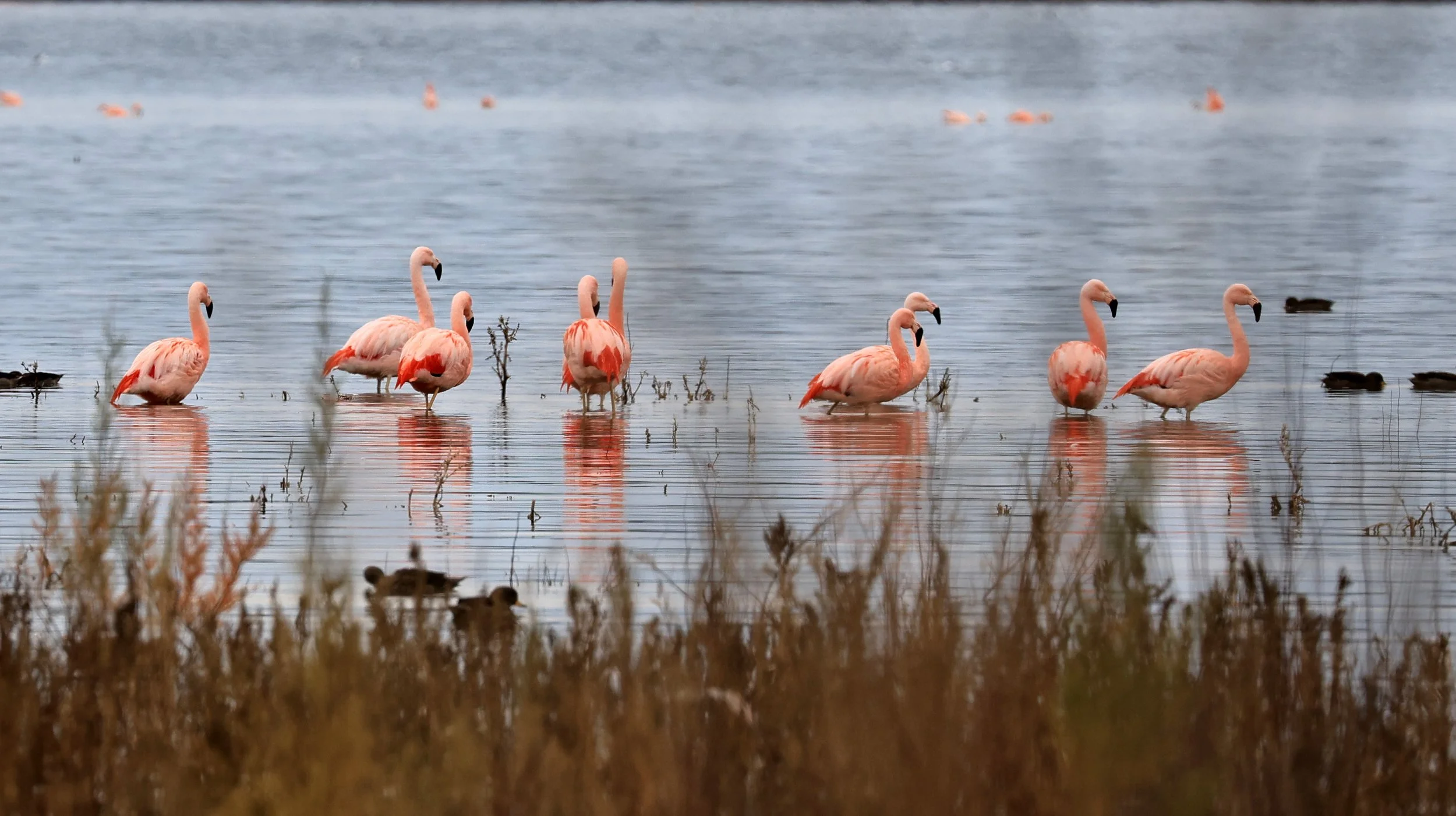 Chilean Flamingo (Phoenicopterus chilensis) Lagunas del Ornitólogo, Trelew Argentina (87).jpg