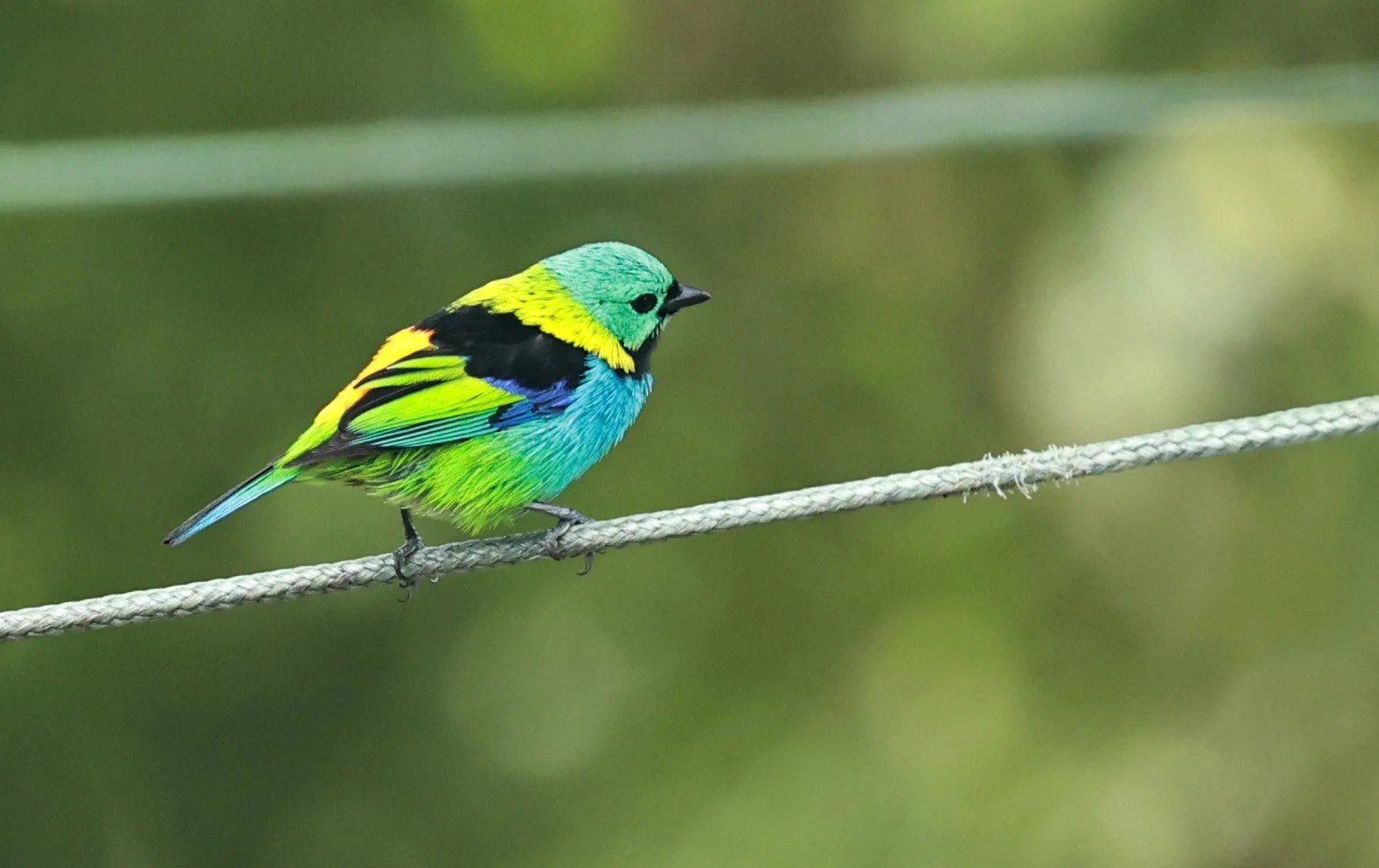 Green-headed Tanager (Tangara seledon)  Superagui National Park, Brazil (190).jpg