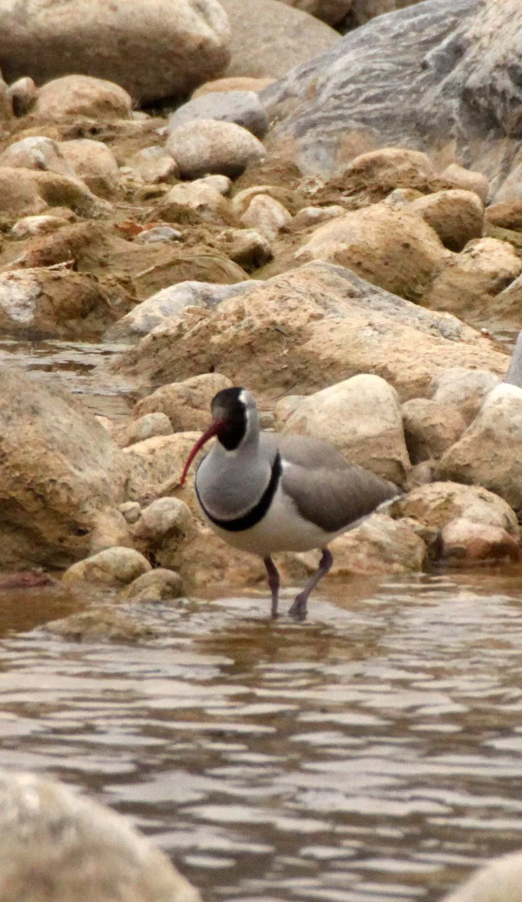 BIRD - IBISBILL - FOPING NATURE RESERVE SHAANXI PROVINCE CHINA (8).JPG