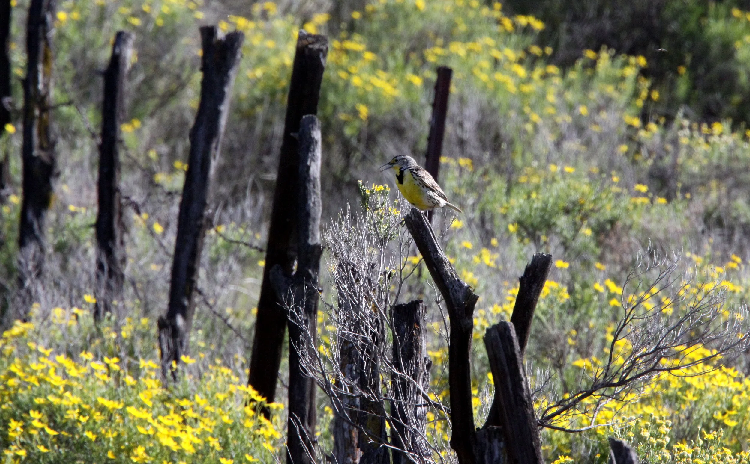 Western Meadowlark (Sturnella neglecta) Carrizo Plain New Mexico (2).JPG