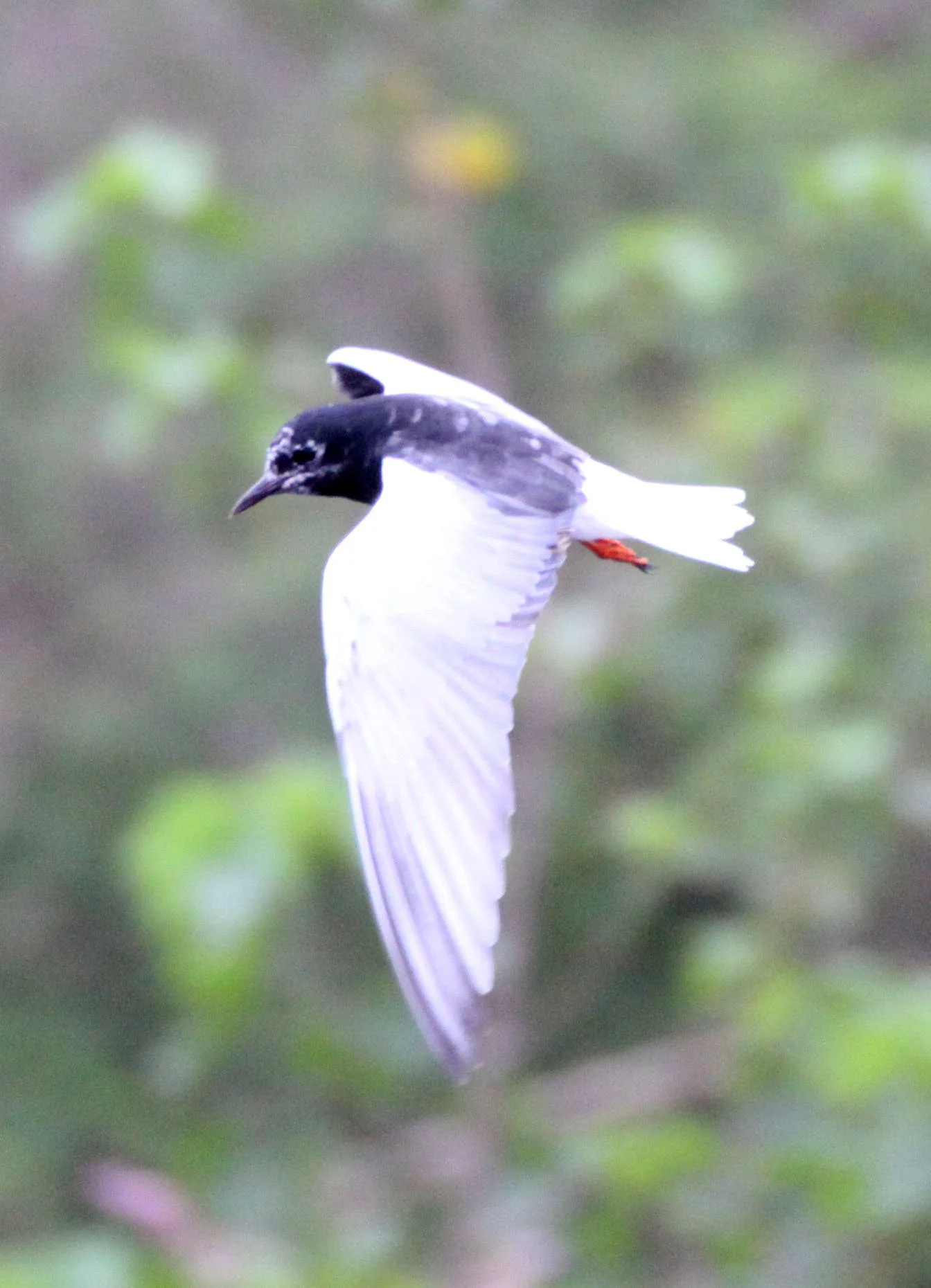 BIRD - TERN - WHITE-WINGED TERN - LAKE AWASSA ETHIOPIA (1).JPG