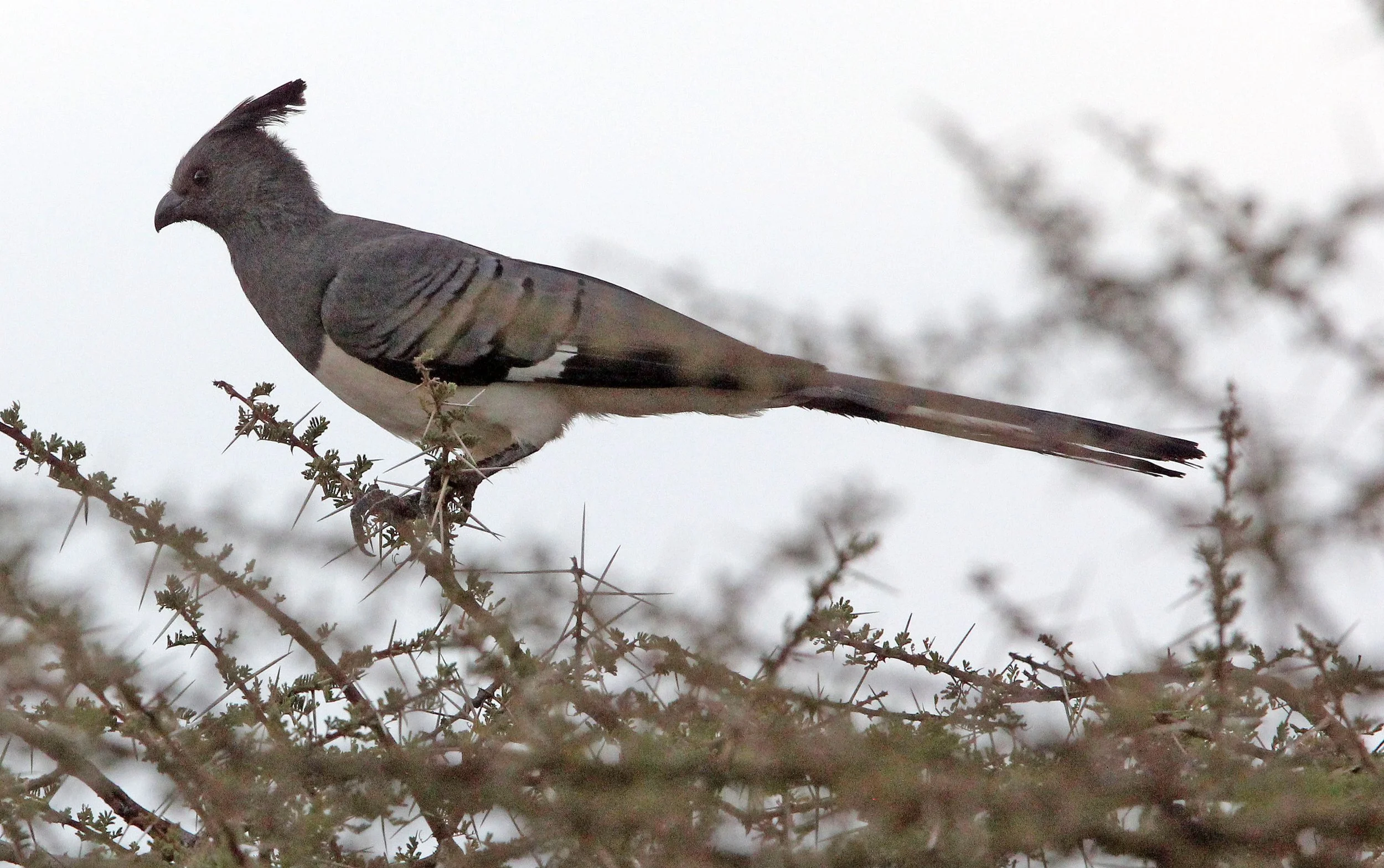 White-bellied Go-away-bird (Crinifer leucogaster) Samburu NP Kenya (9).JPG