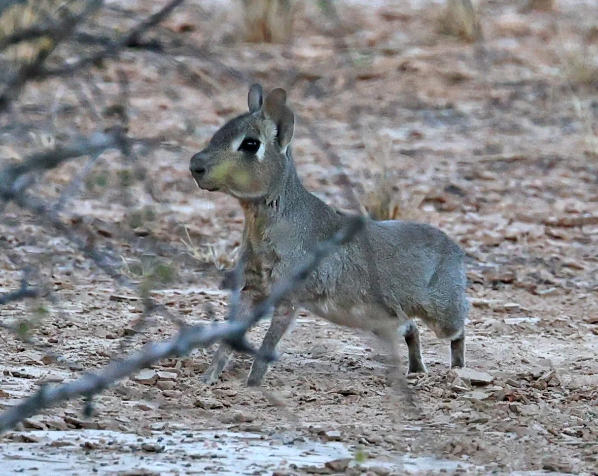 Chacoan Mara (Dolichotis salinicola) Parque Nacional Teniente Agripino Enciso (2).jpg