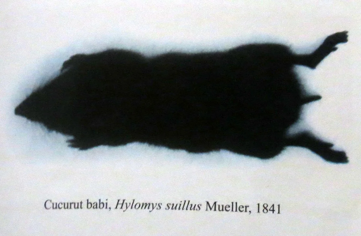 GEDE NATIONAL PARK - JAVA BARAT INDONESIA (45).JPG