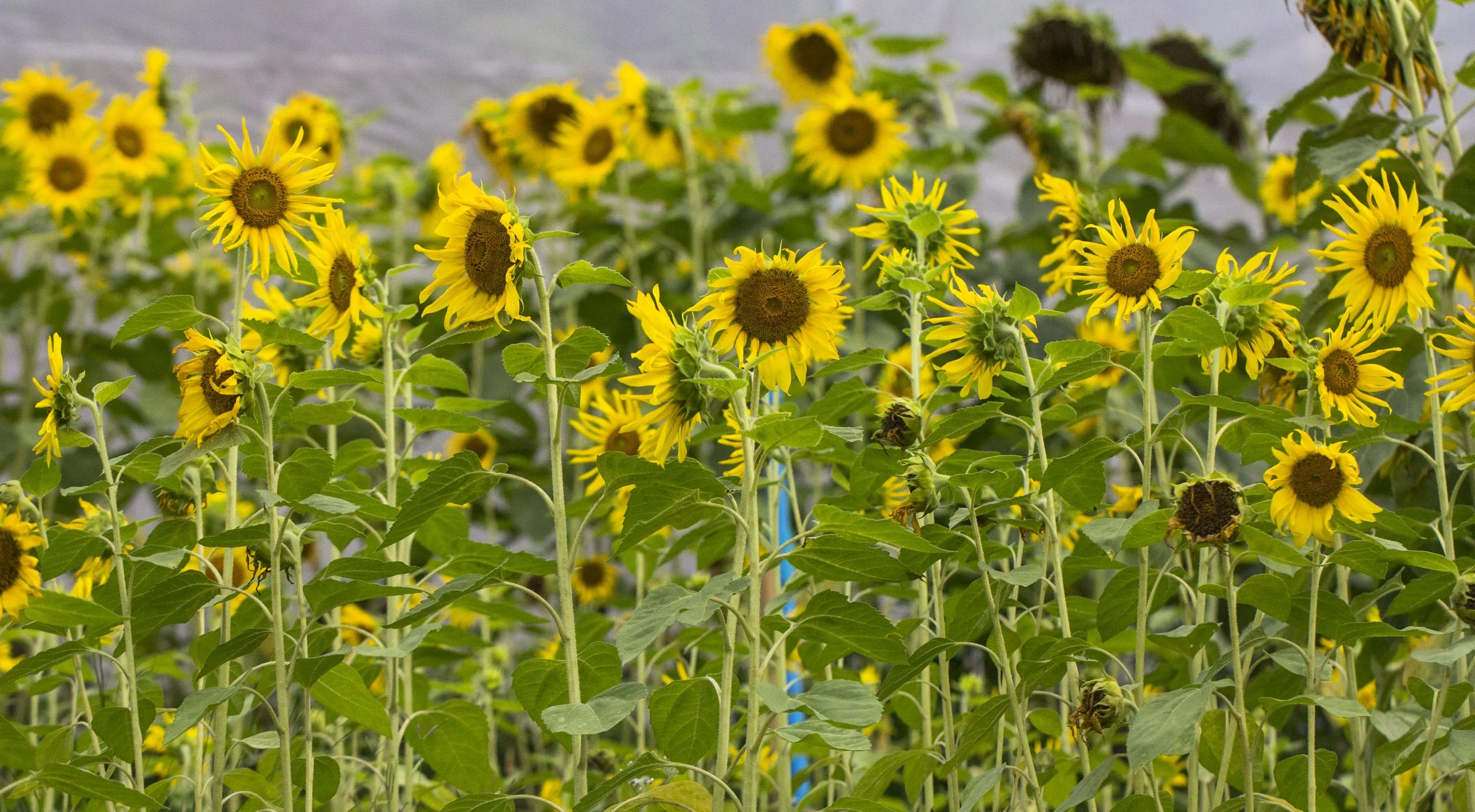 KHAO PANG MA NONHUNTING AREA THAILAND RAW (9).jpg