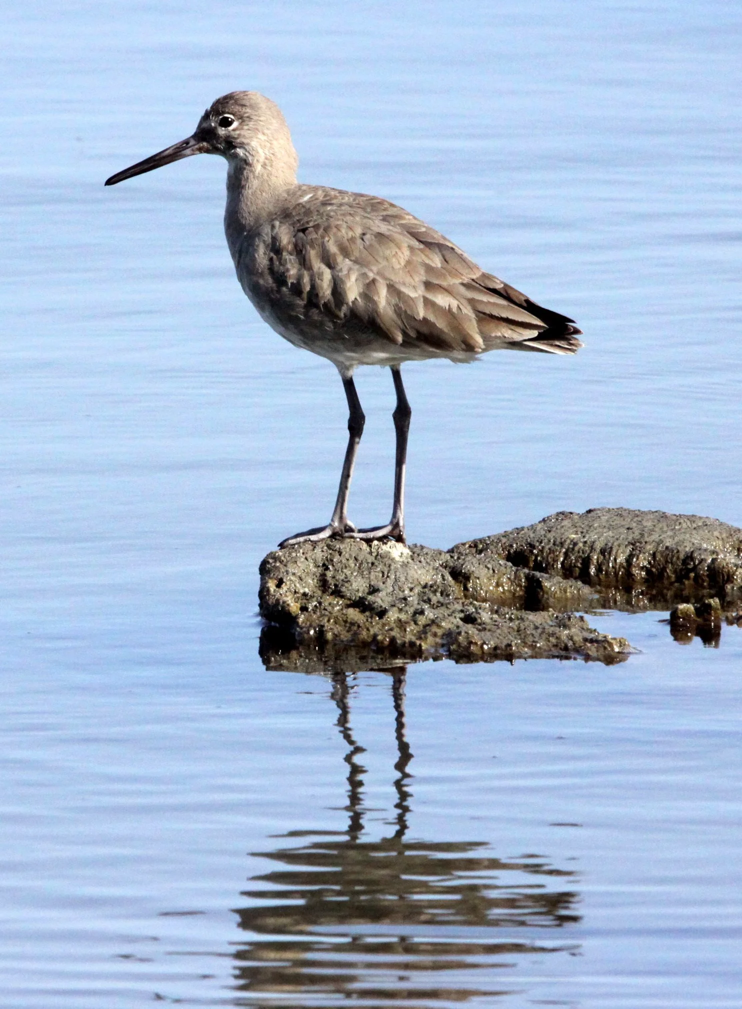 BIRD - WILLET - ARCATA MARSH CALIFORNIA (18).JPG