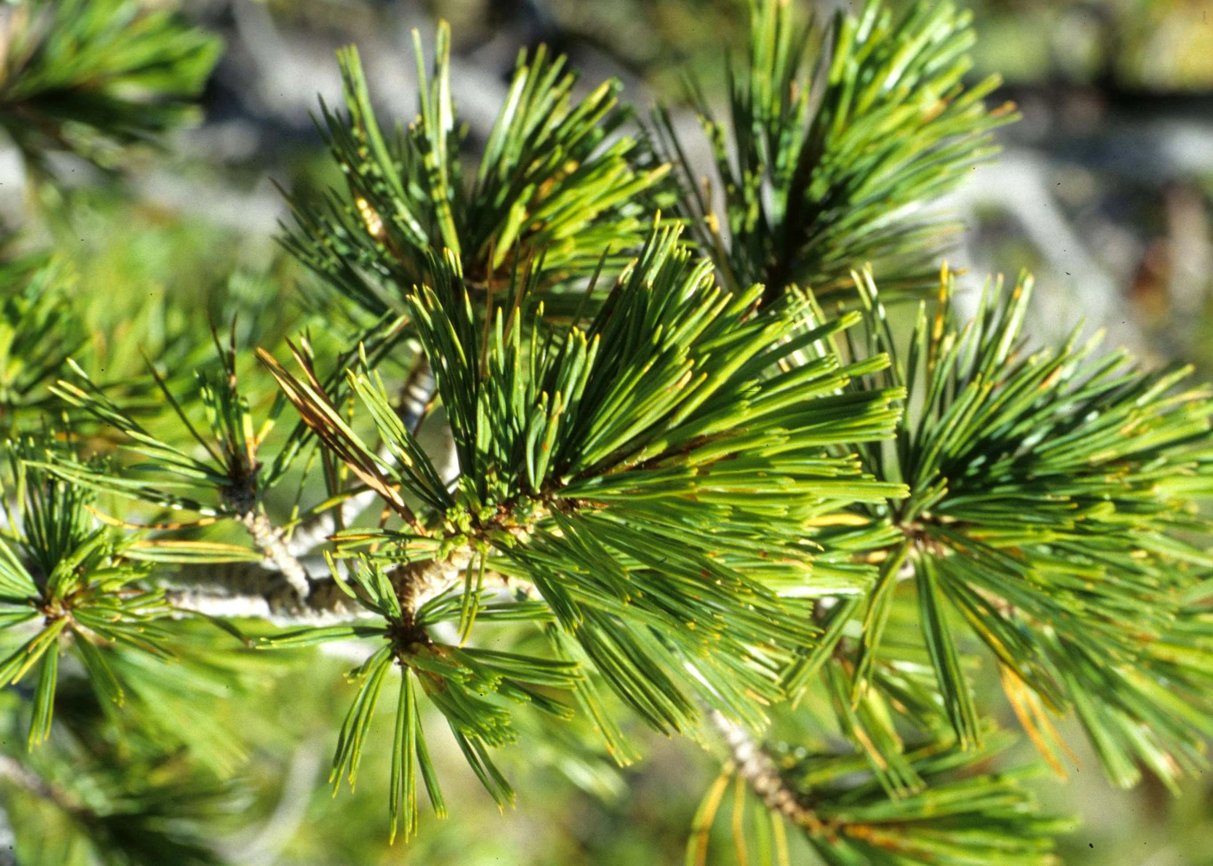 MONTANA - GLACIER - PINUS SPECIES (2).jpg