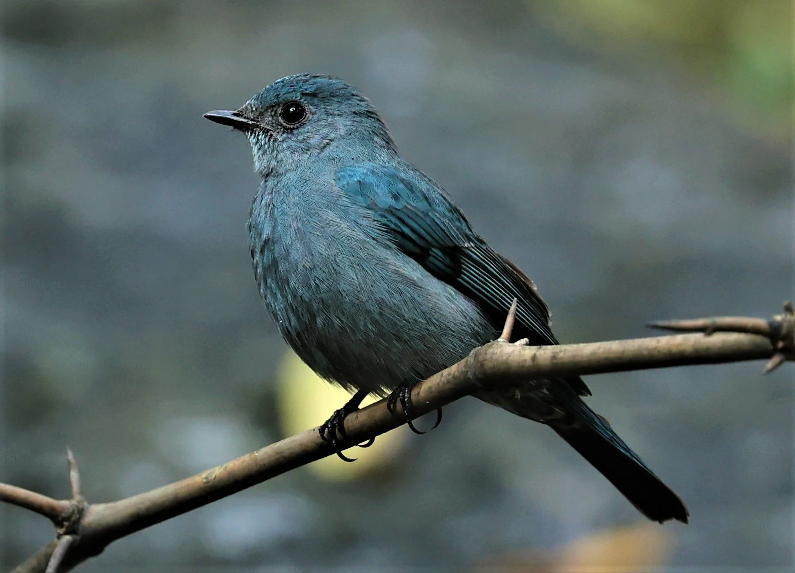 FLYCATCHER - VERDITER FLYCATCHER - Eumyias thalassina - WAT THAM PRATHUM CHONBURI JAN 30 2022 (128).jpg
