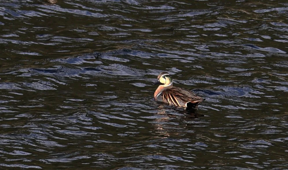 Baikal teal (Sibirionetta formosa) Takagawa Dam Lake, Kagoshima Japan (45).jpg
