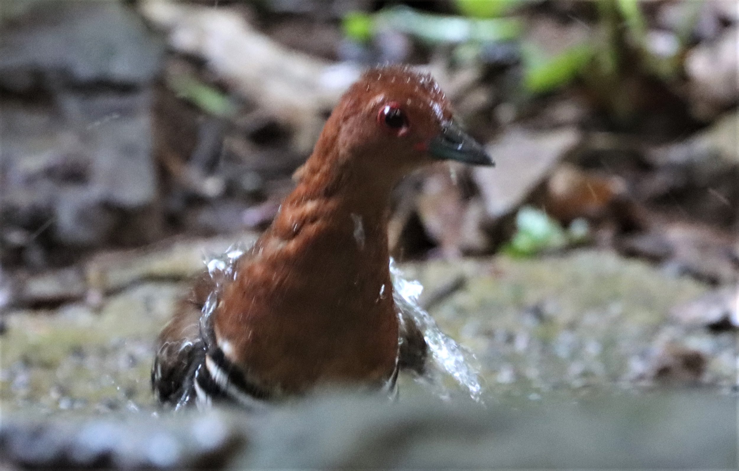 Red-legged Crake (Rallina fasciata) Neung Hide nr Kaeng Krachan NP Thailand (11).jpg