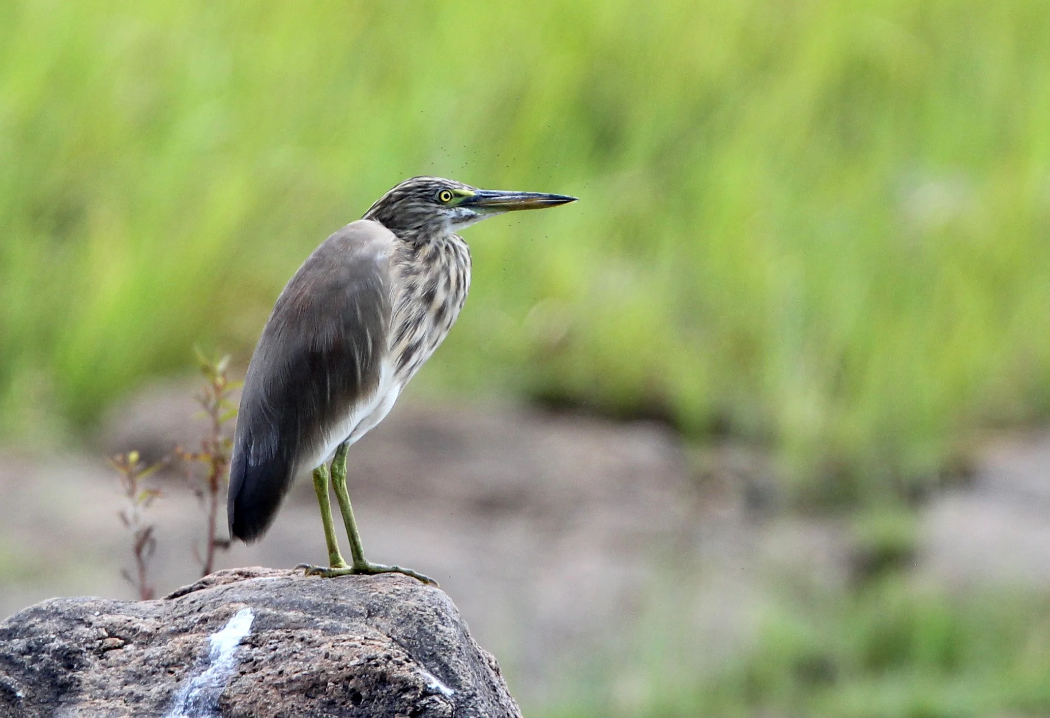 HERON - INDIAN POND HERON - Ardeola grayii - UDAWALAWA NATIONAL PARK SRI LANKA (3).JPG