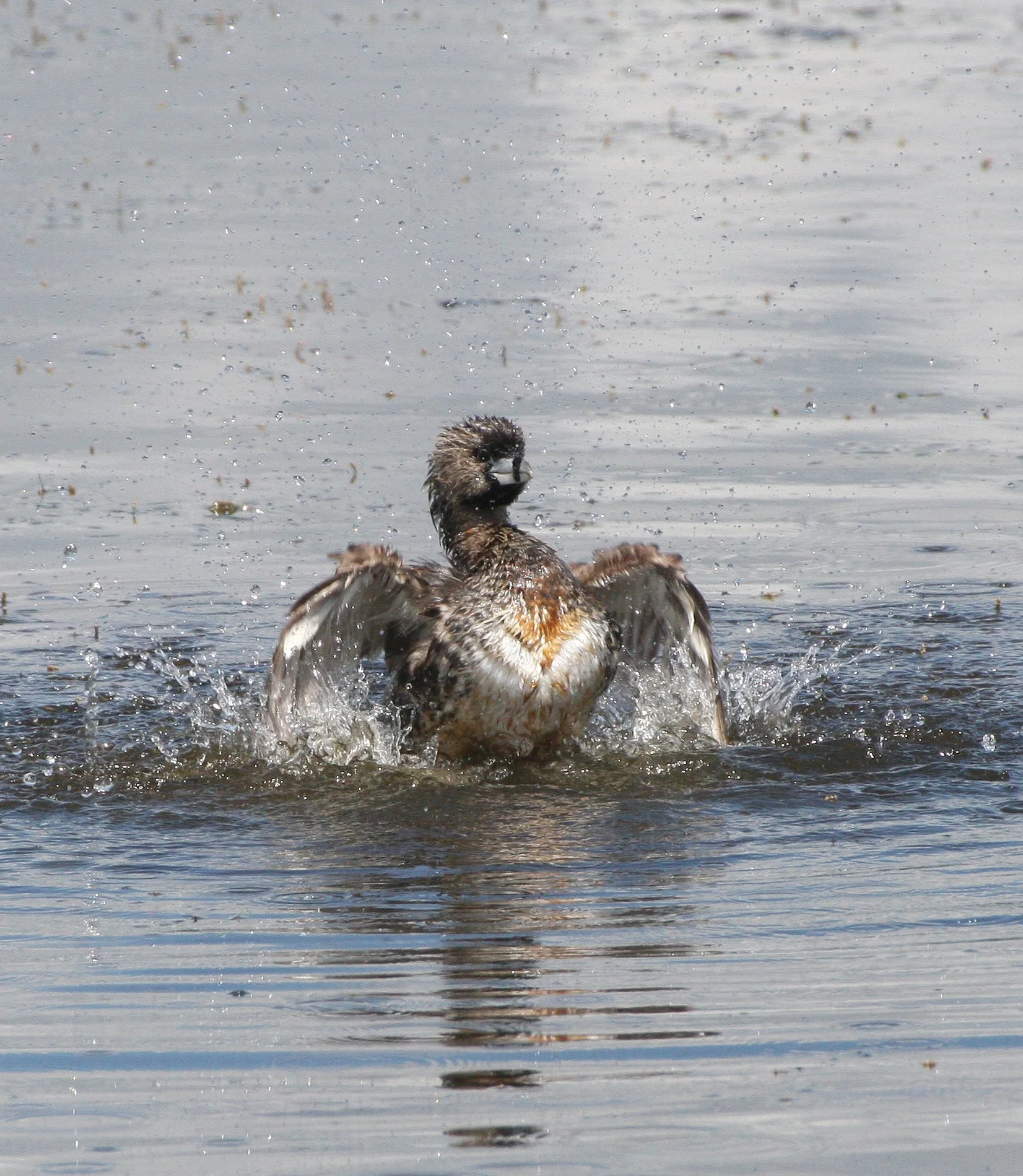 Pied-billed Grebe (Podilymbus podiceps) Ridgefield NWR Washington (33).JPG