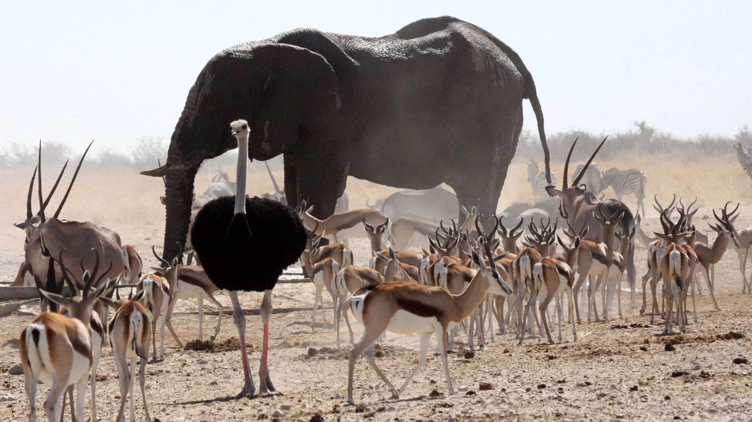 ELEPHANT - AFRICAN ELEPHANT - ETOSHA NATIONAL PARK NAMIBIA (52).JPG