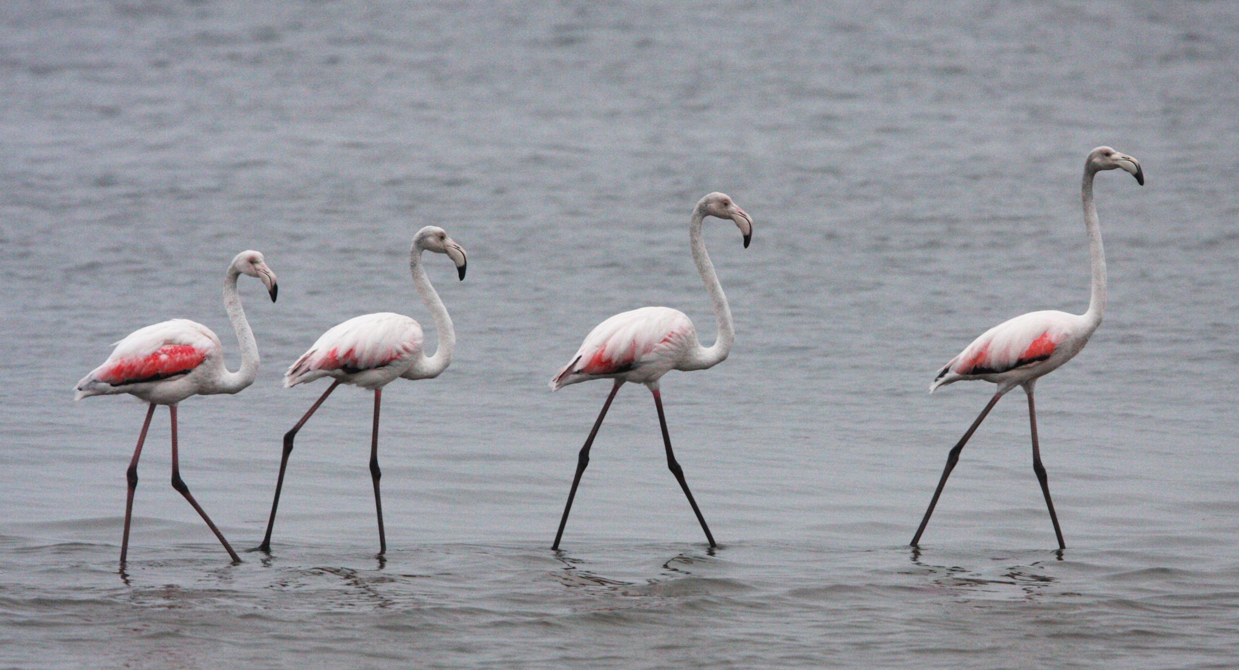 Phoenicopterus roseus - Greater Flamingo - Walvis Bay Namibia (4).JPG