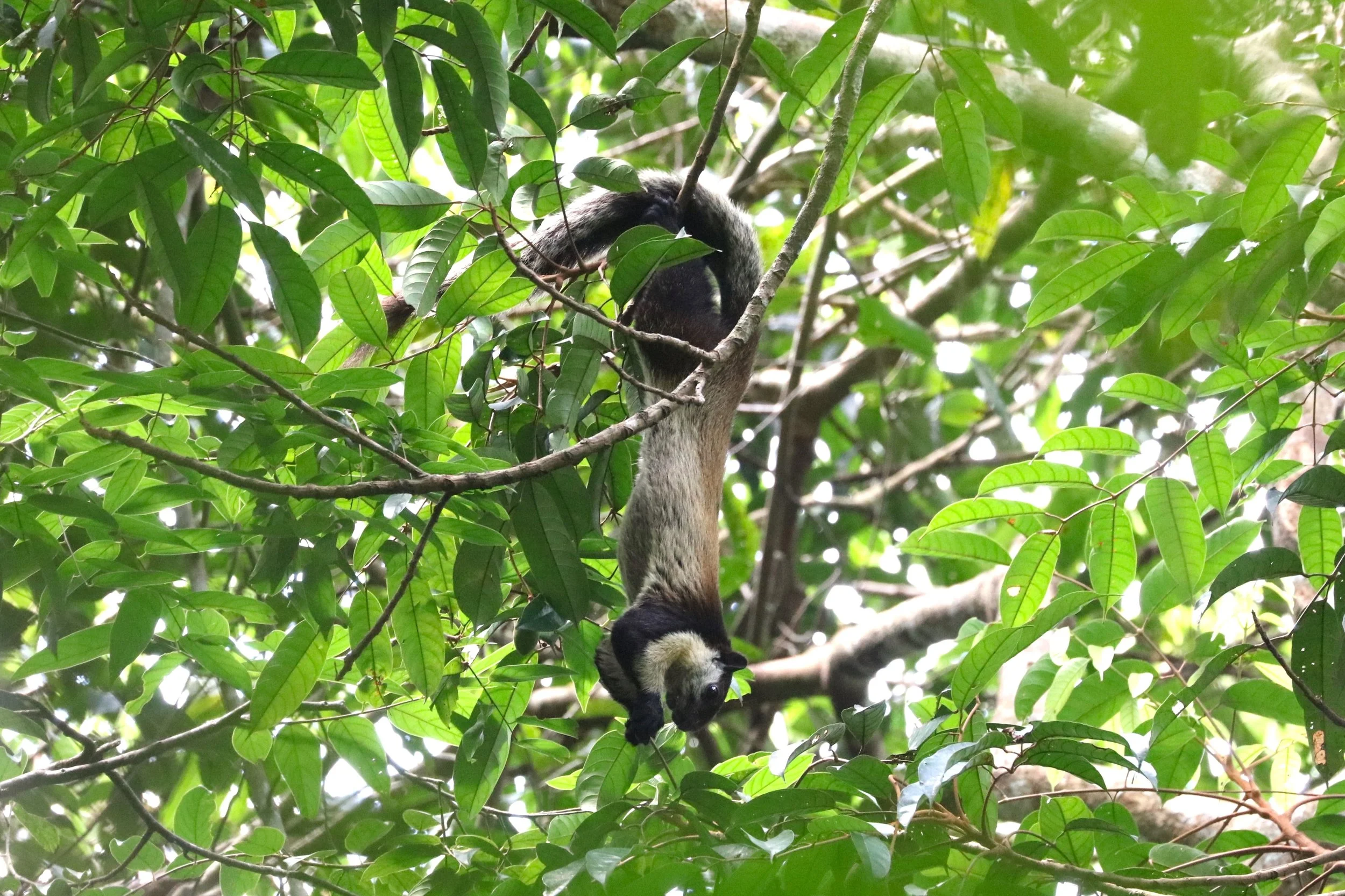 Black Giant Squirrel (Ratufa bicolor) Bukit Lawang Gunung Leuser NP Sumatra. Photo by Ben Weil