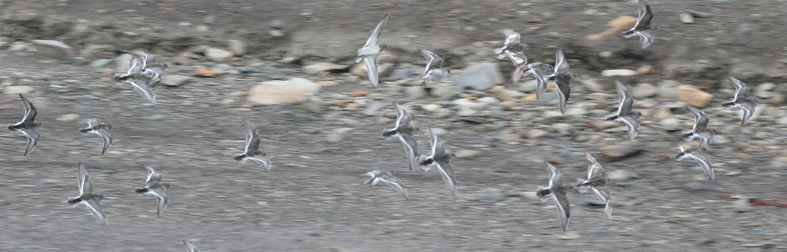 BIRD - TERN - ARCTIC TERN - SVALBARD (7).jpg