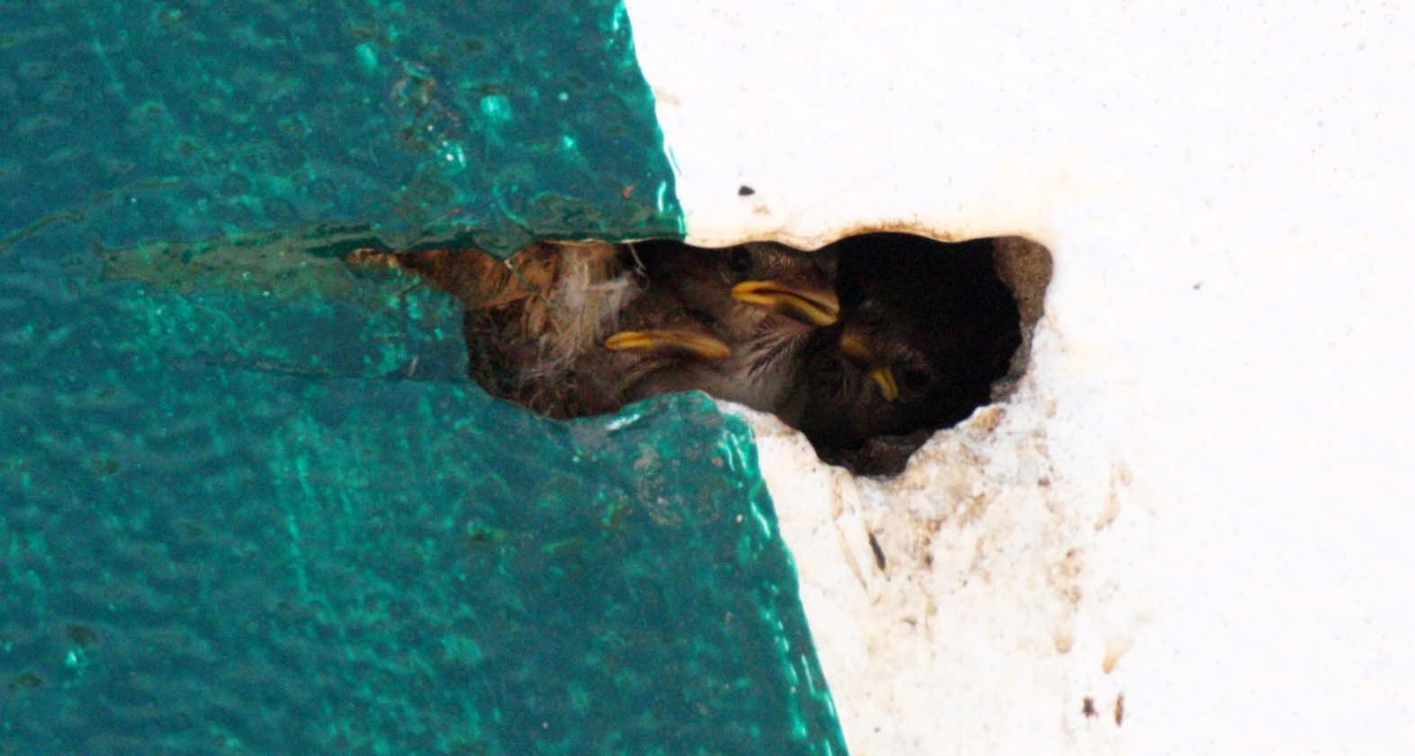 House Sparrow (Passer domesticus) San Quintin Baja Mexico (7).JPG