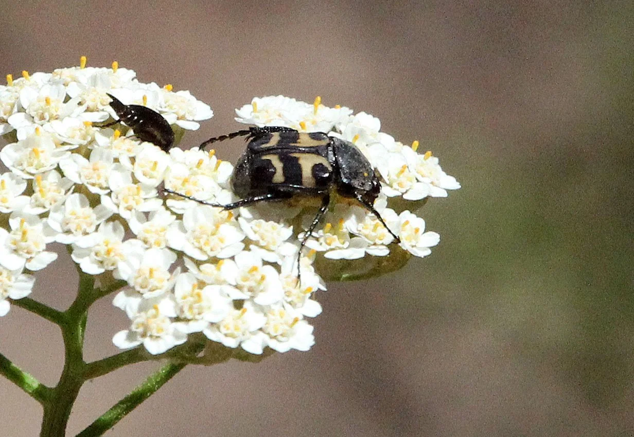 Trichius zonatus - - Feija NP, Tunisia (2).JPG