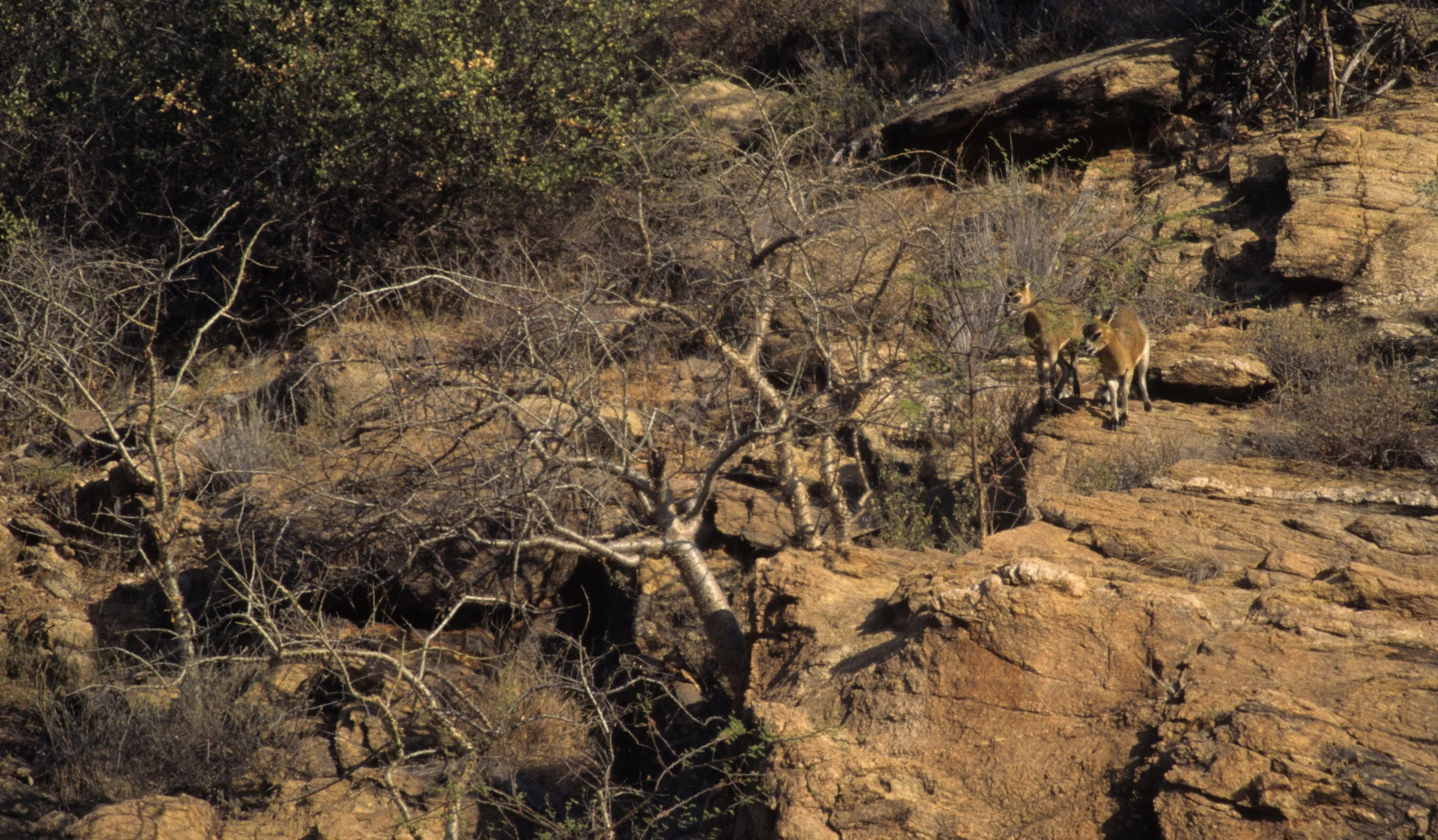 BOVID - KLIPSPRINGER - SHABA (4).jpg