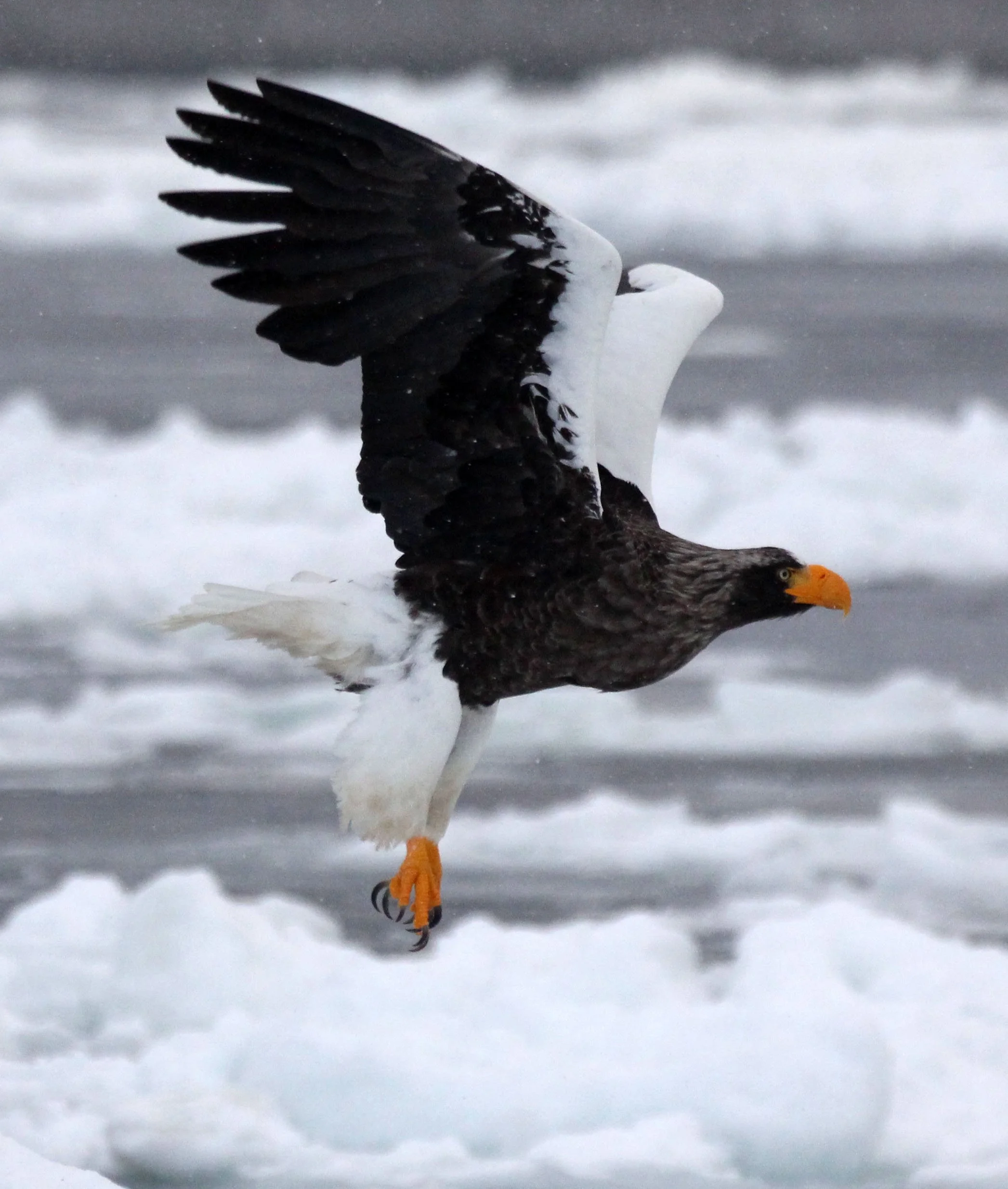 Haliaeetus pelagicus - STELLER'S SEA EAGLE - RAUSU, SHIRETOKO PENINSULA, HOKKAIDO JAPAN (31).JPG