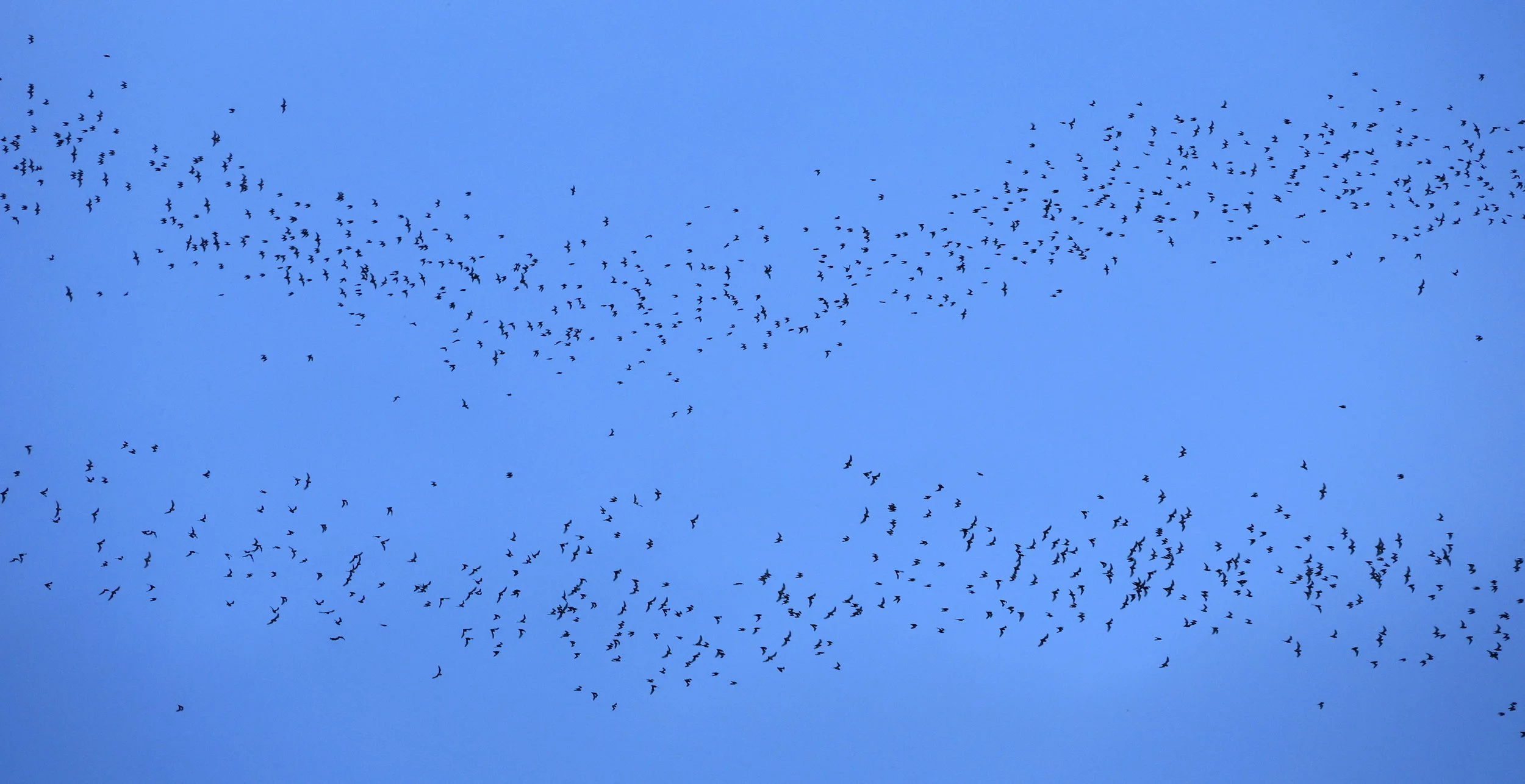 Khao Nor Khao Kaew Bat Viewing Nakhon Sawan (38).jpg