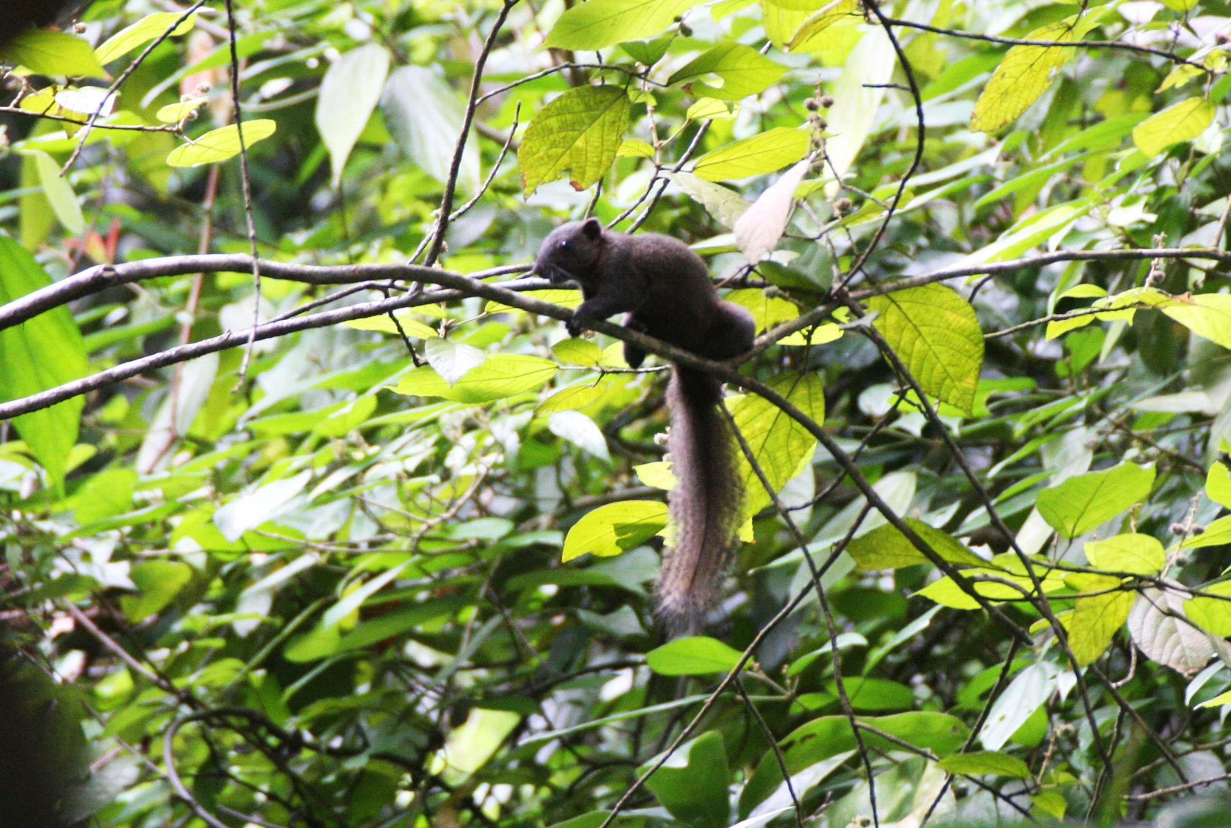 Callosciurus erythraeus - PALLAS'S SQUIRREL - KOH LANTA THAILAND (42).JPG