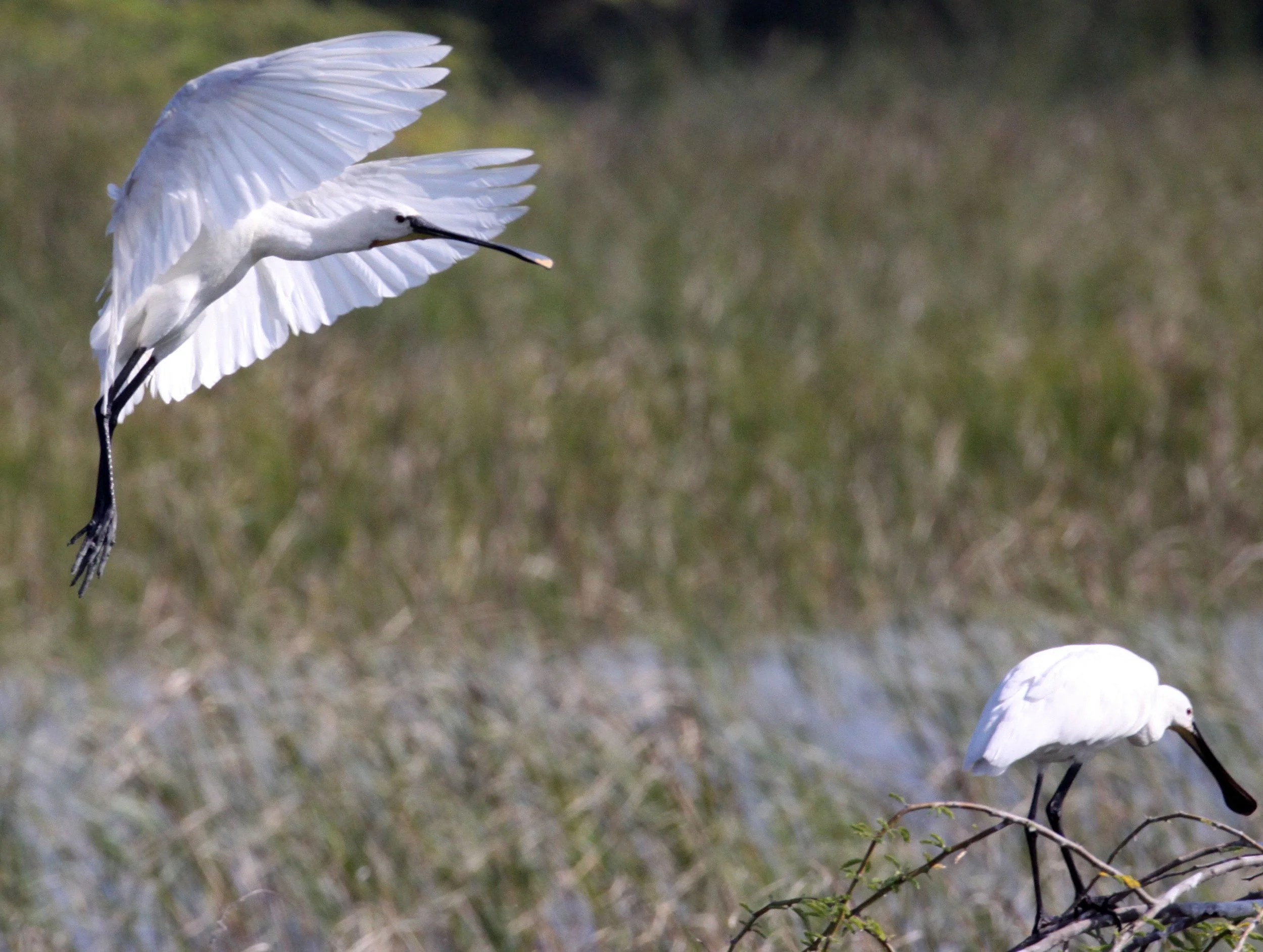 SPOONBILL - EURASIAN SPOONBILL - Platalea leucorodia - LITTLE RANN OF KUTCH GUJARAT INDIA (31).JPG