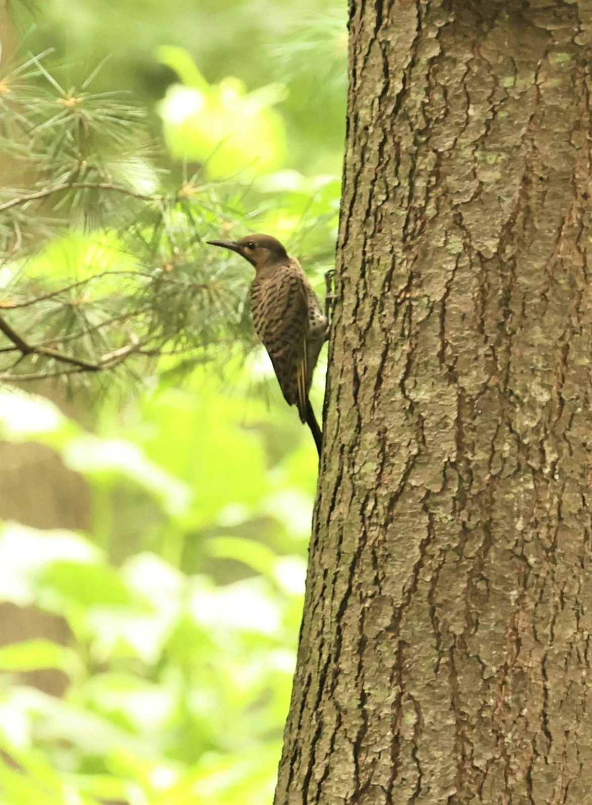Colaptes auratus - NORTHERN FLICKER - LINCOLN MARSH WHEATON ILLINOIS 2022 (4).jpg