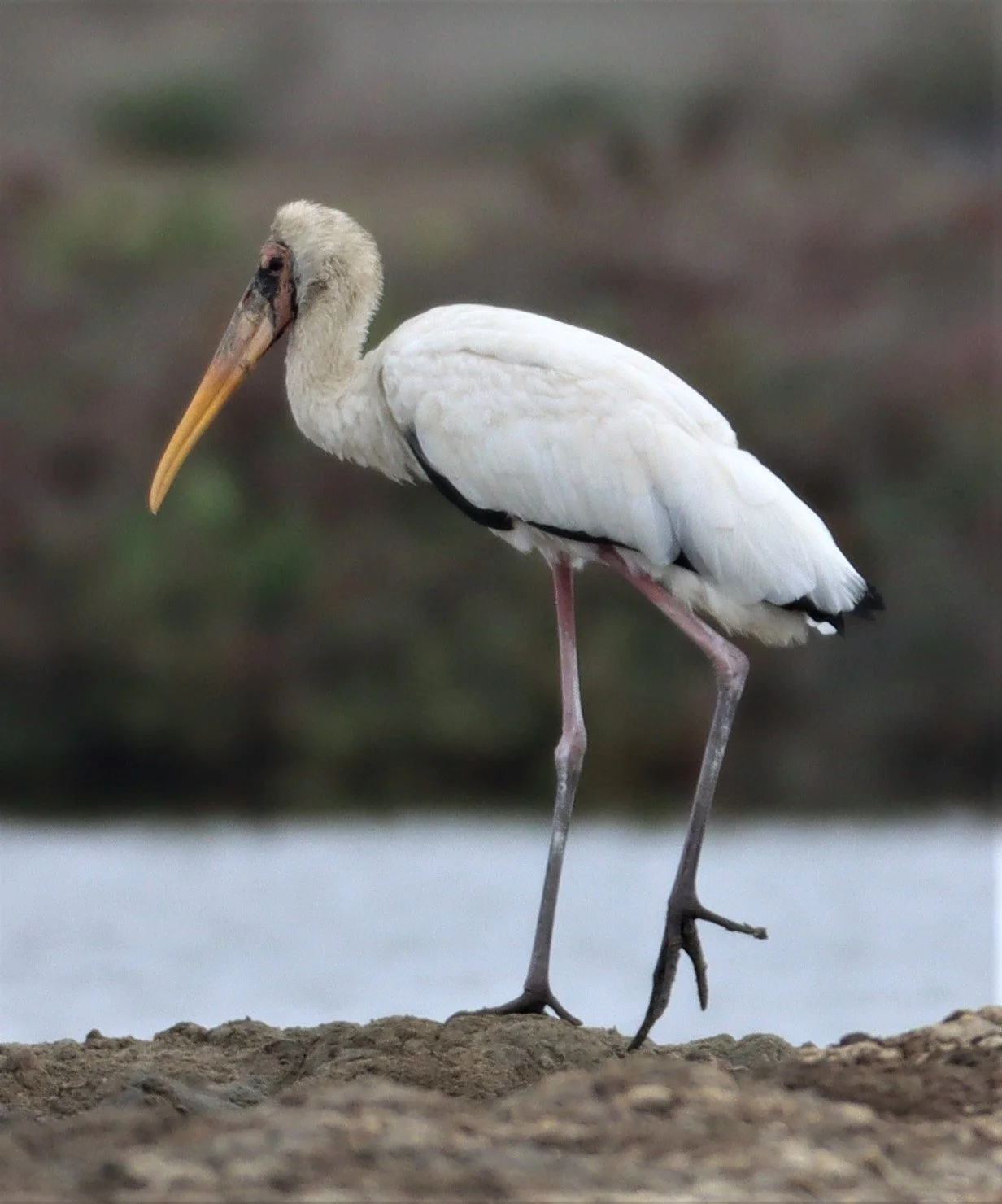 STORK - MILKY STORK - Mycteria cinerea - KHLONG TAMRU CHONBURI (28).jpg