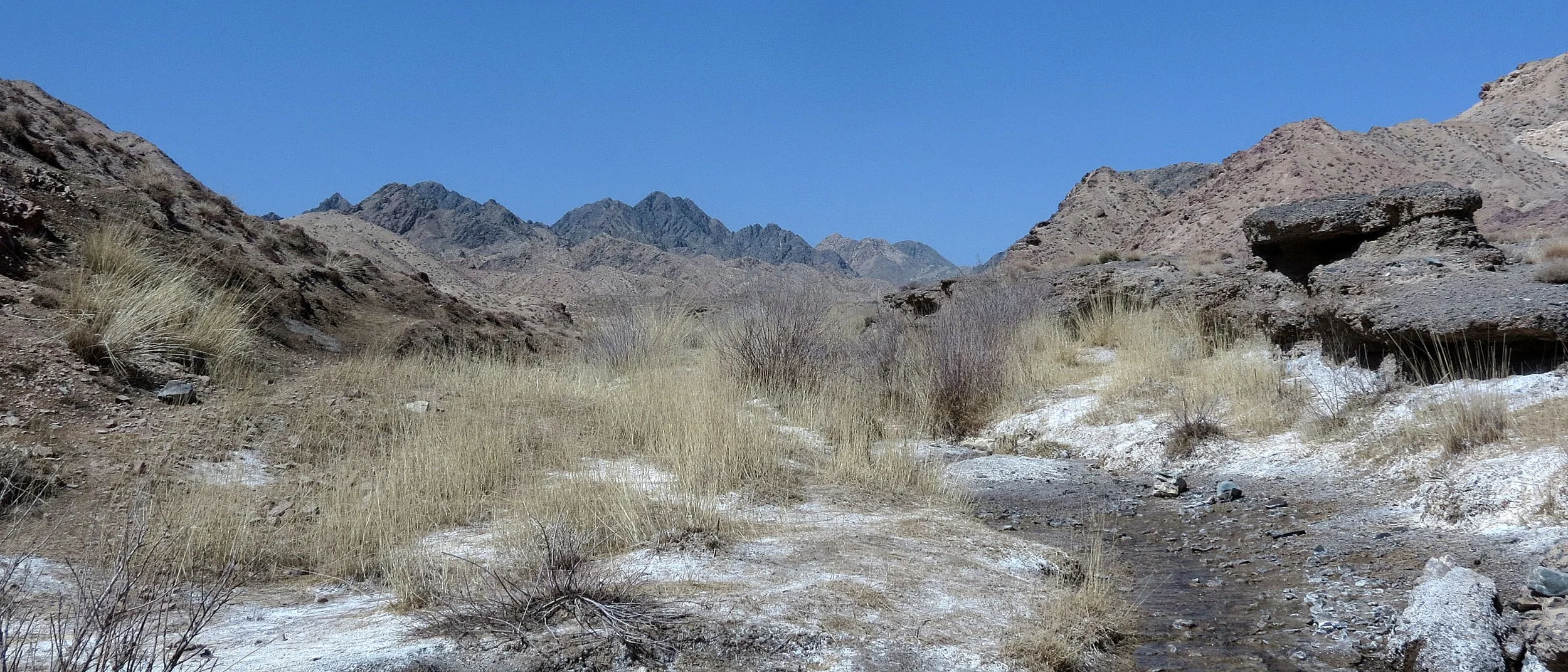 LOP NUR WILD BACTRIAN CAMEL RESERVE - XINJIANG CHINA (59).JPG