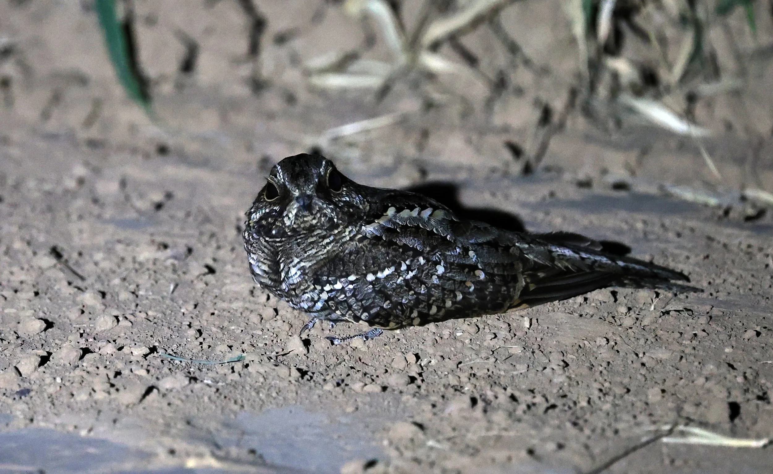 Scissor-tailed Nightjar (Hydropsalis torquata) female - Fortin Toledo Paraguay (12).jpg