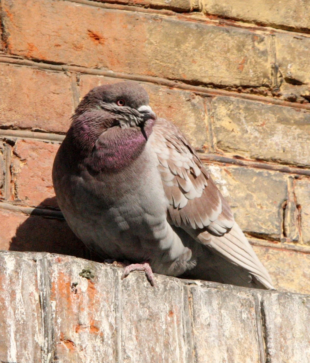 BIRD - PIGEON - HARBIN CHINA (3).JPG