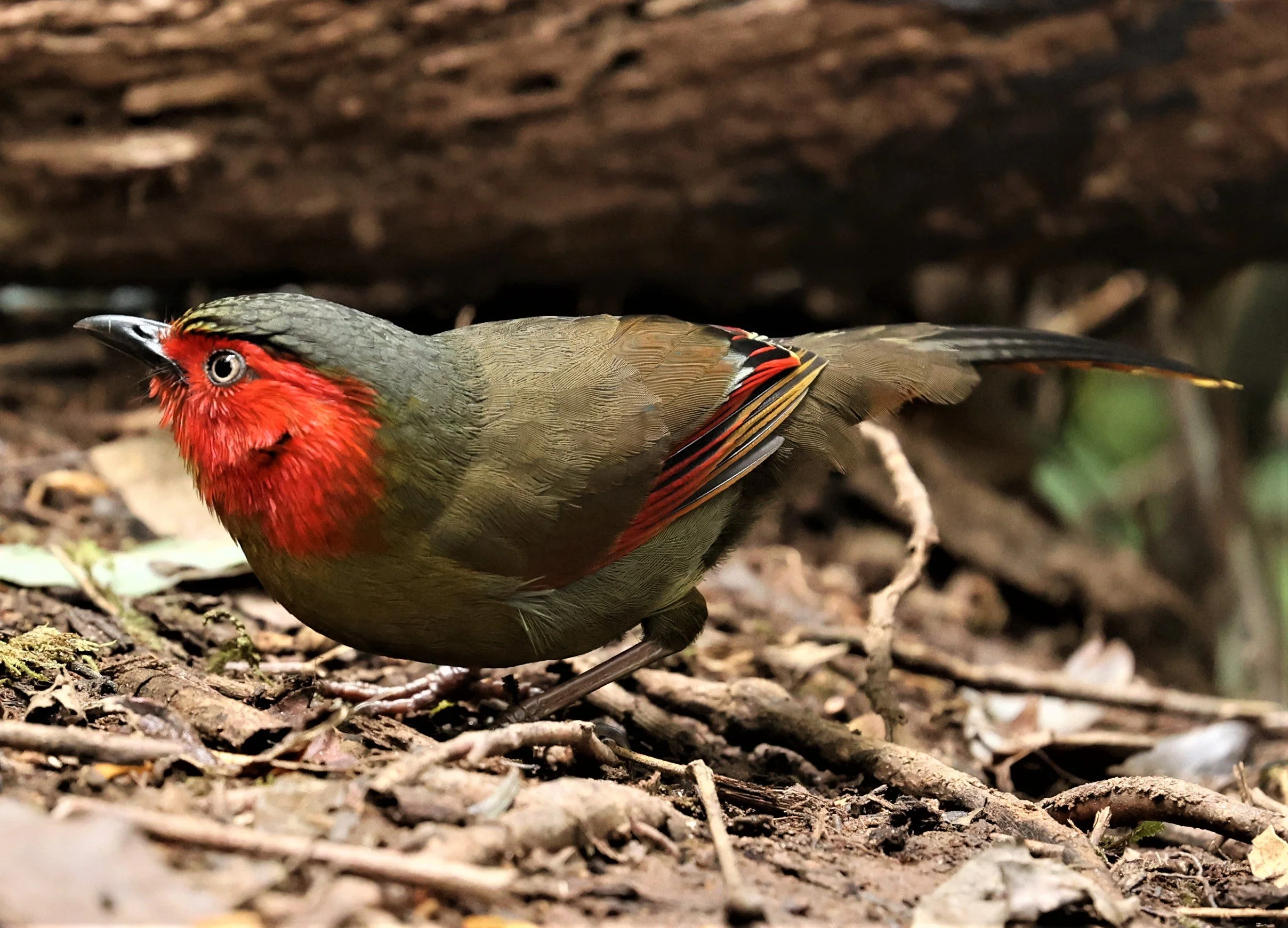 LIOCICHLA - SCARLET-FACED LIOCICHLA - Liocichla ripponi - DOI PHA HOM POK NP DOI LANG EAST FEB 2022 (99).jpg