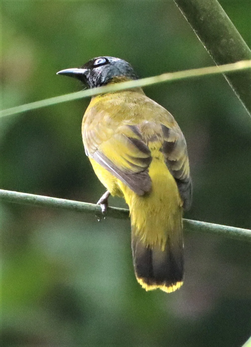 BULBUL - BLACK HEADED BULBUL - Pycnonotus atriceps - SI PHANG NGA NATIONAL PARK (3).jpg