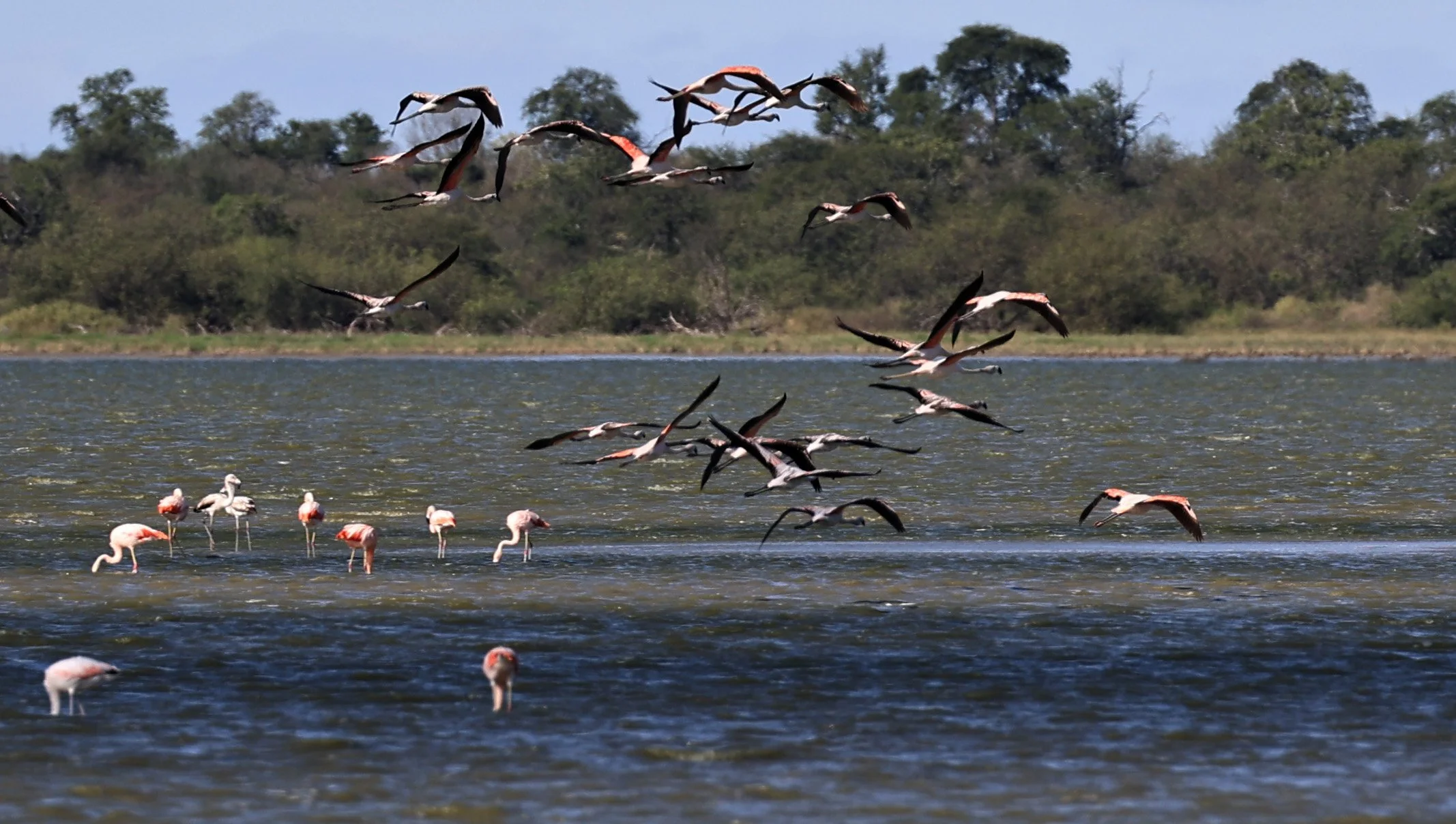 Chilean Flamingo (Phoenicopterus chilensis) Chaco Lodge & Laguna Salada Paraguay (99).jpg