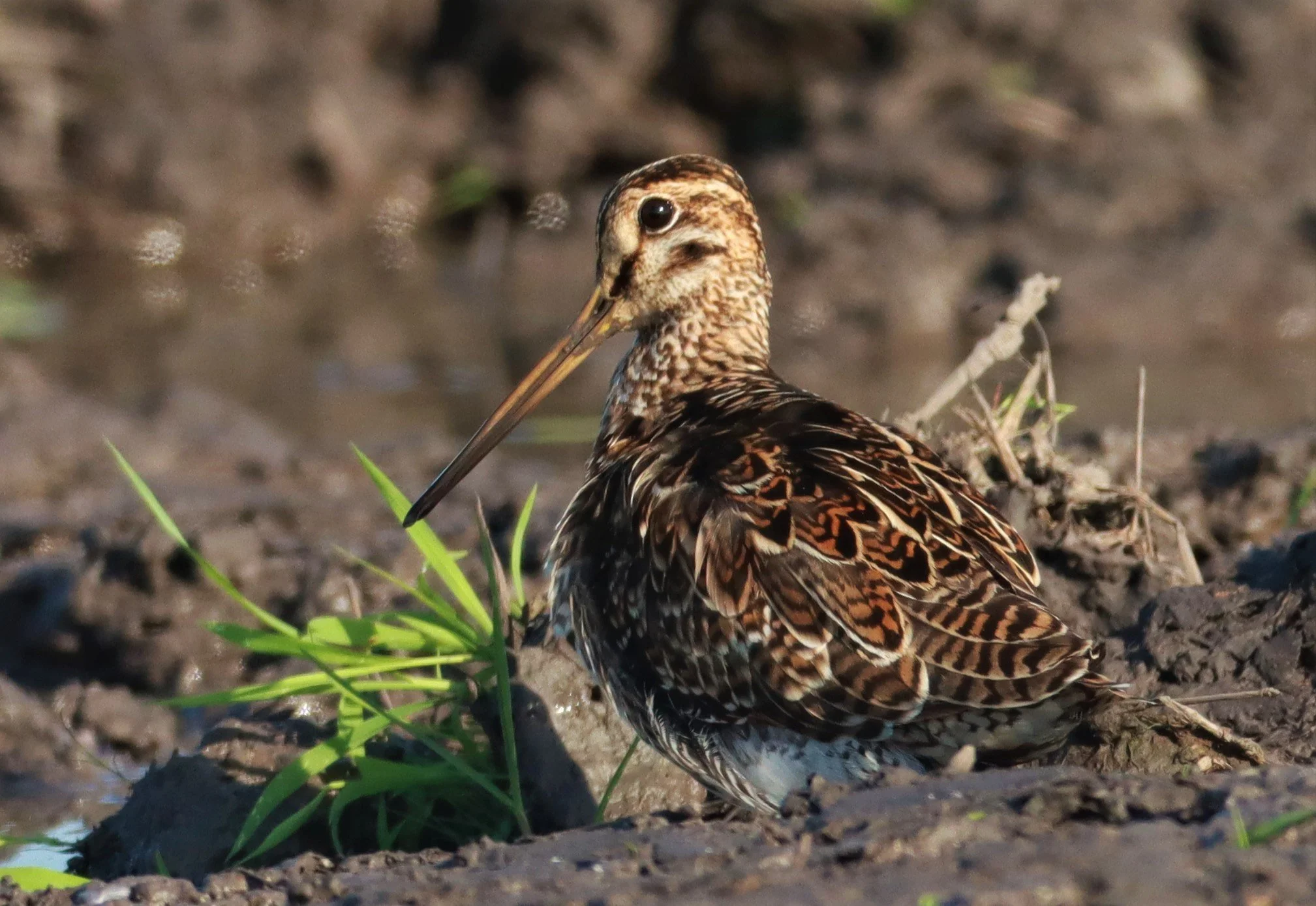 SNIPE - PINTAIL SNIPE - Gallinago stenura - PATHUM THANI RICE RESEARCH CENTER AUGUST 24 2021 (79).jpg