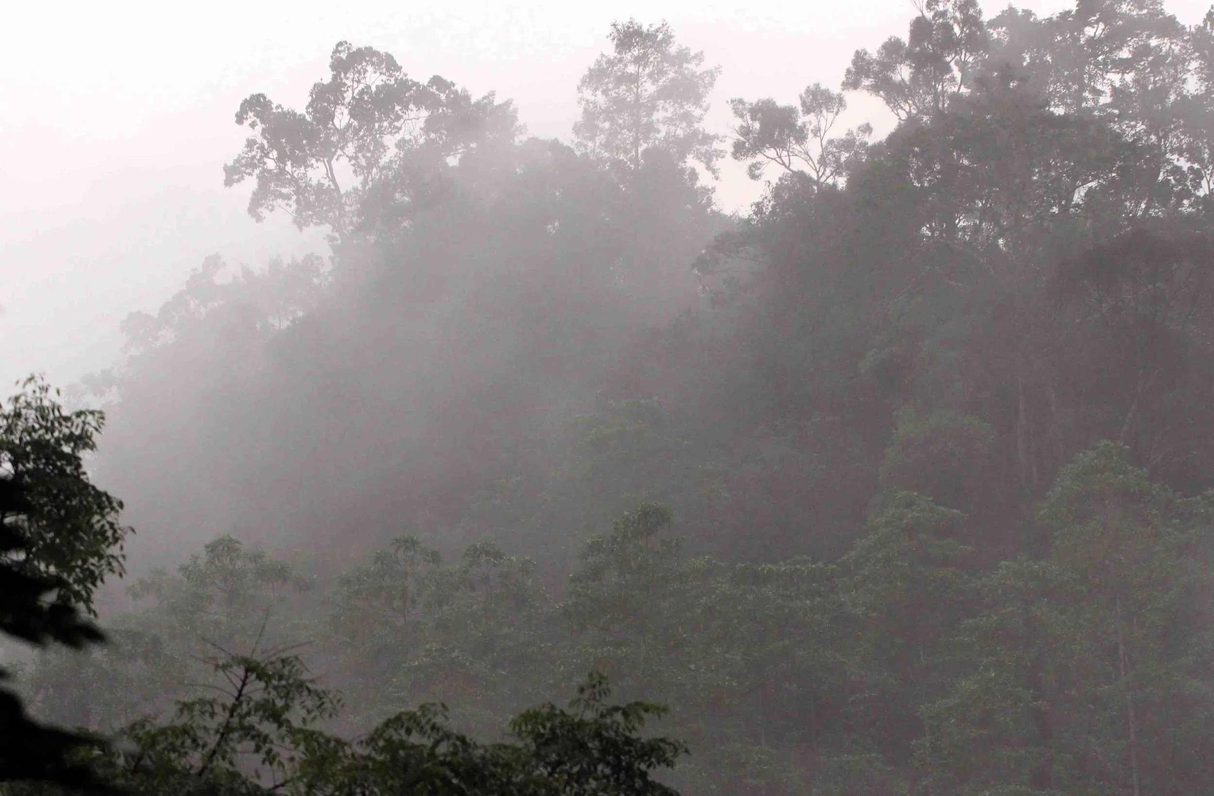 KITULGALA FOREST PRESERVE, SRI LANKA (108).JPG