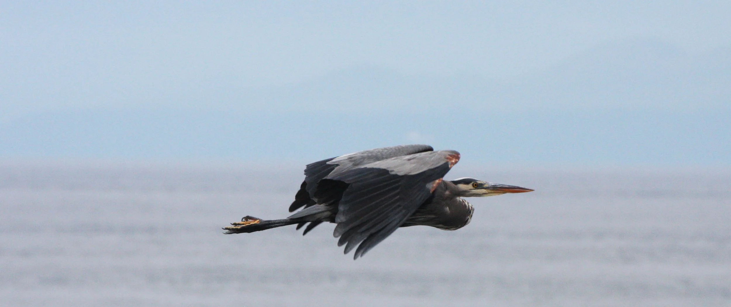 HERON - GREAT BLUE HERON- Ardea herodias - CAPE FLATTERY WASHINGTON (9).JPG