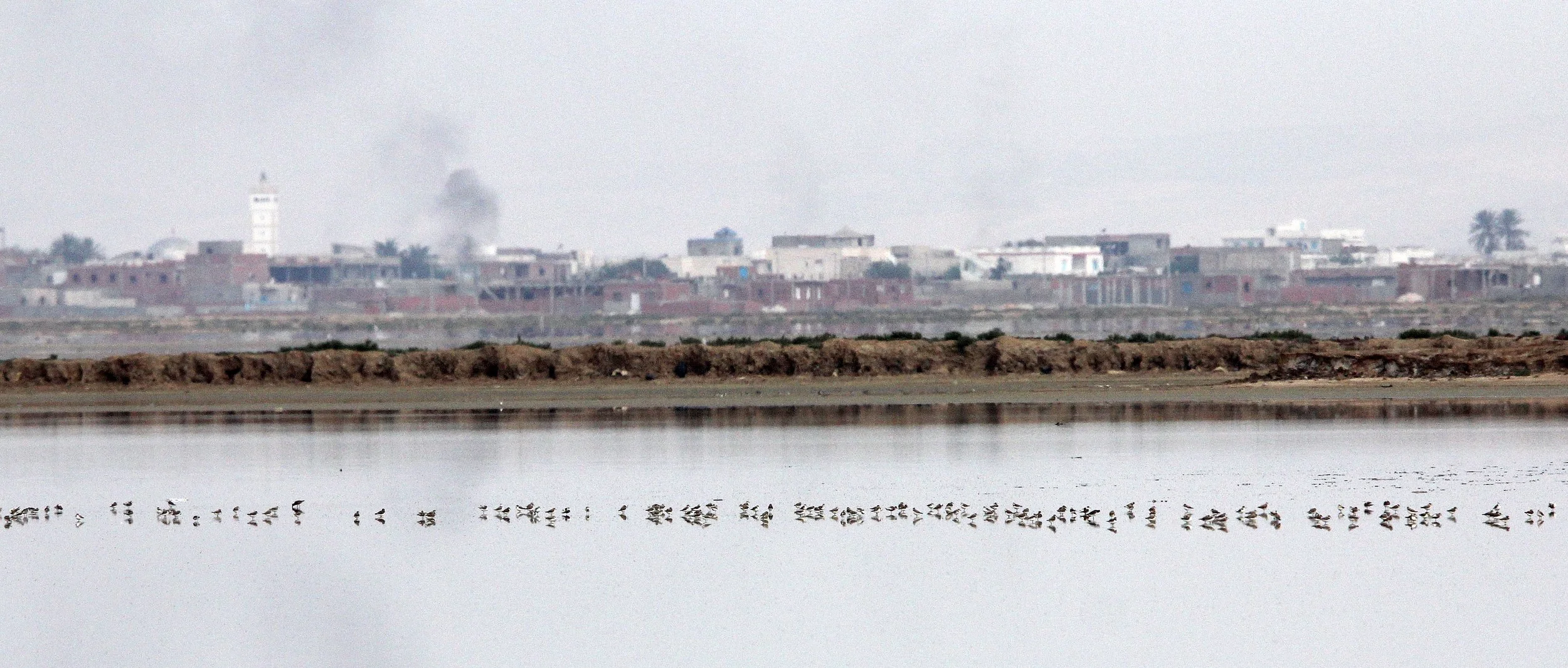 BIRD - PLOVER - KENTISH PLOVER - TUNIS TUNISIA (6).JPG