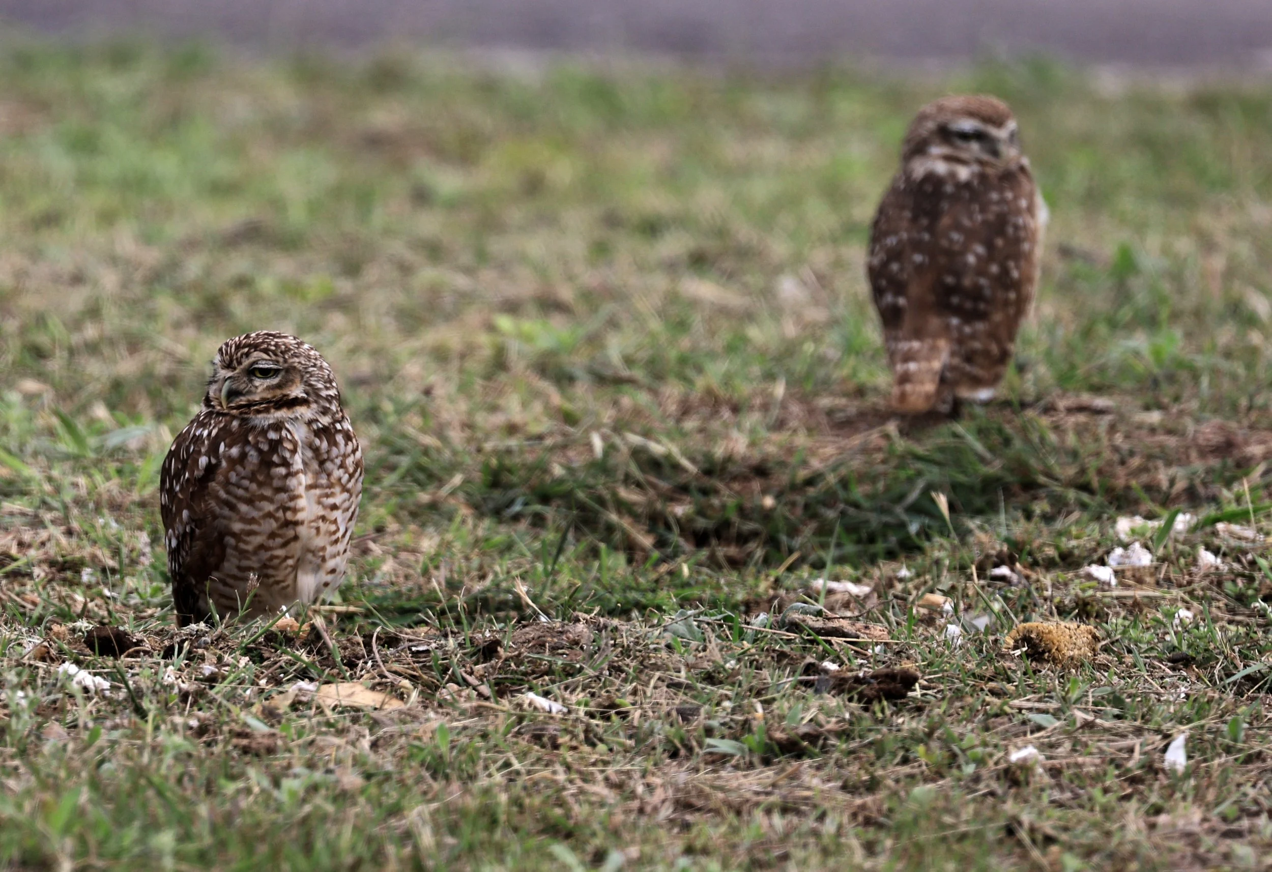 Burrowing Owl (Athene cunicularia) Aurora Chaquena near Neuland Mennonite Colony Paraguay (7).jpg