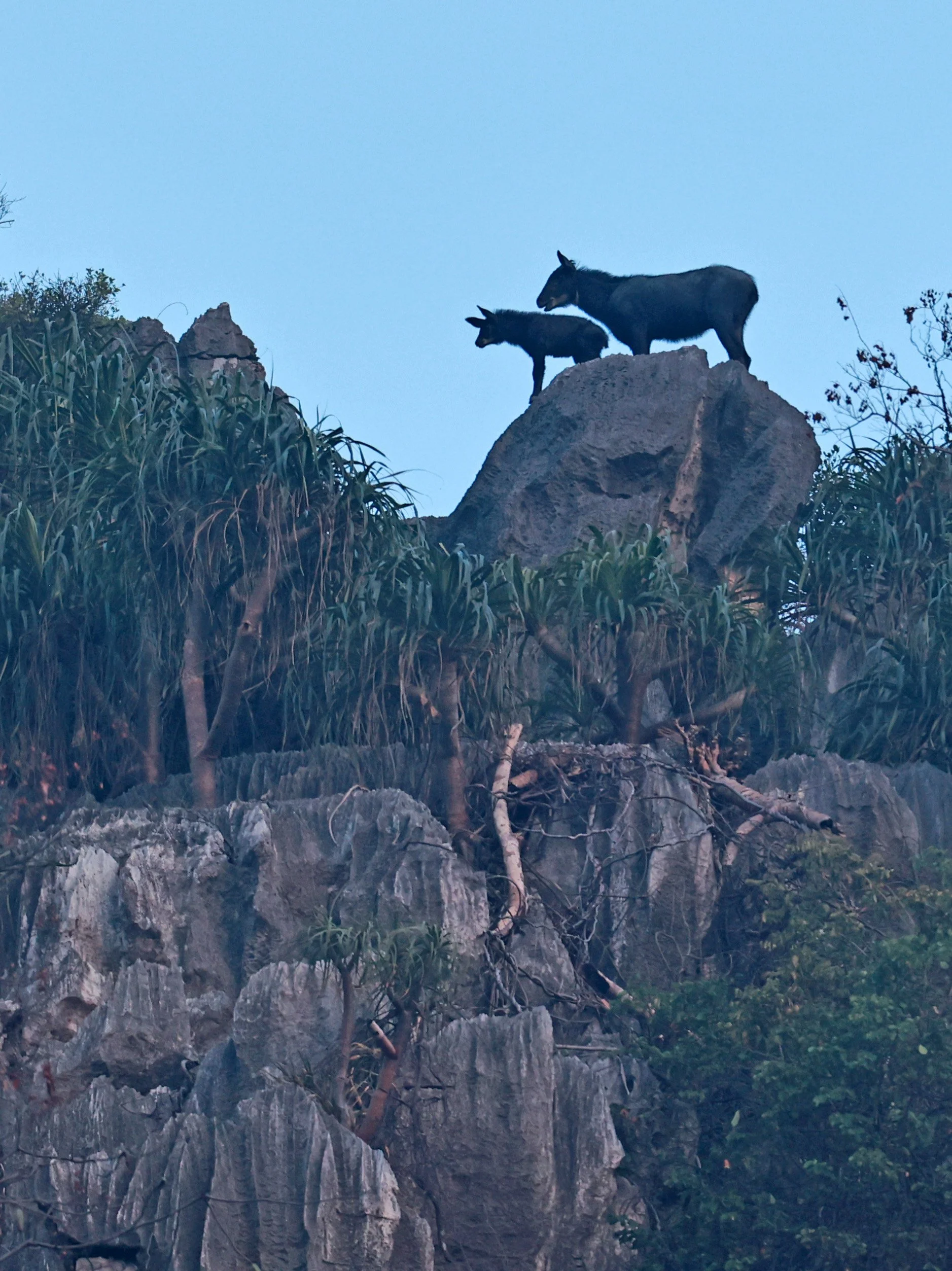 Indochinese Serow (Capricornis milneedwardsi maritimus) Pak Chong, Ban Tha Chang Spring (23).jpg