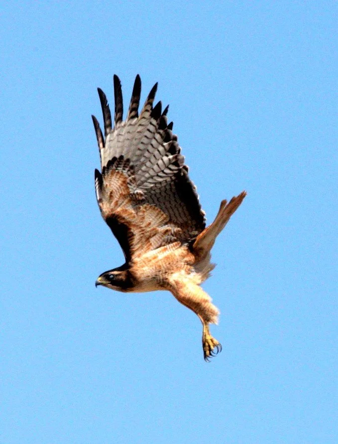 Buteo jamaicensis - RED-TAILED HAWK - KERN NATIONAL WILDLIFE REFUGE CALIFORNIA aa1.jpg