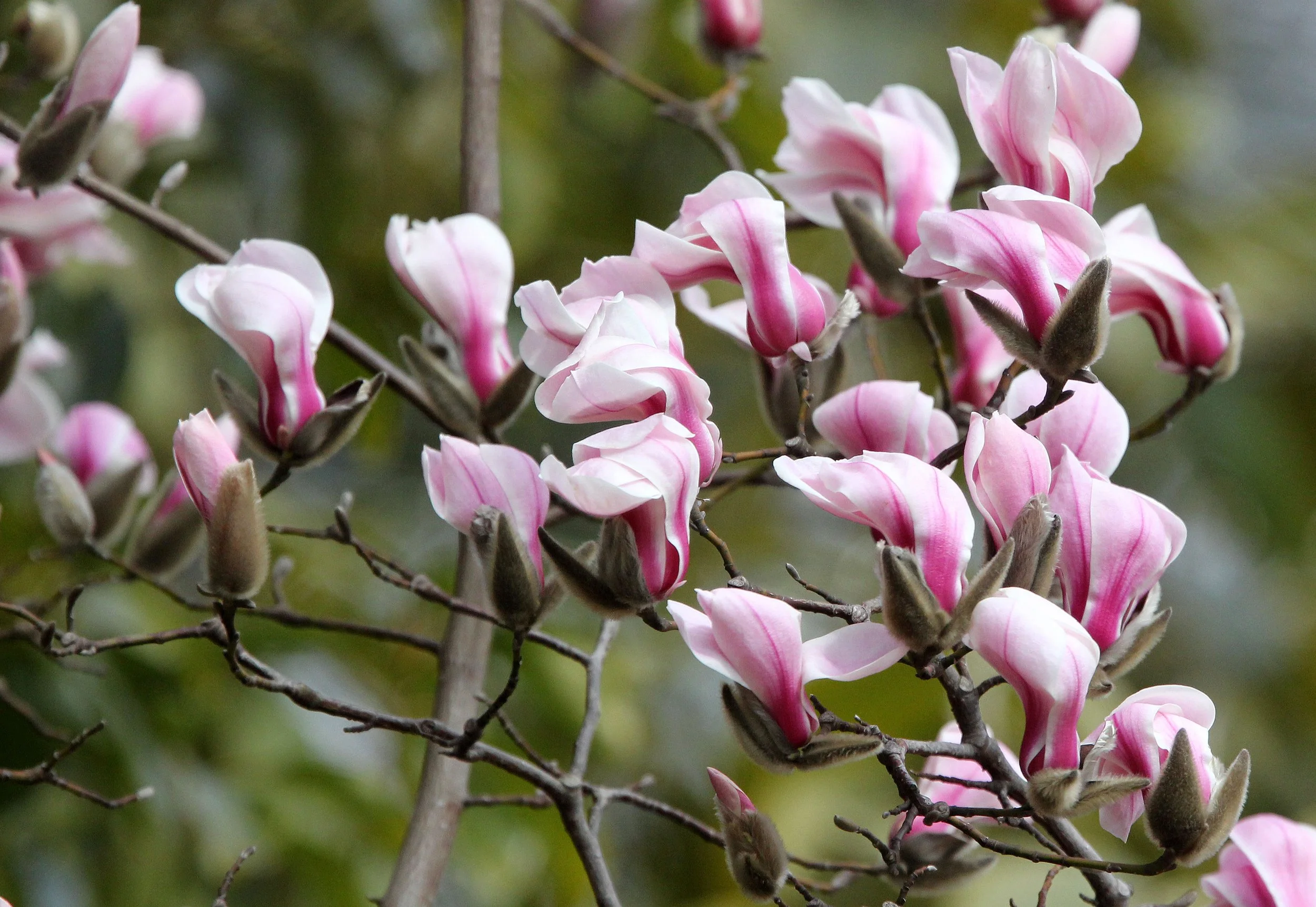 BINJIANG FOREST PARK SHANGHAI (1).JPG