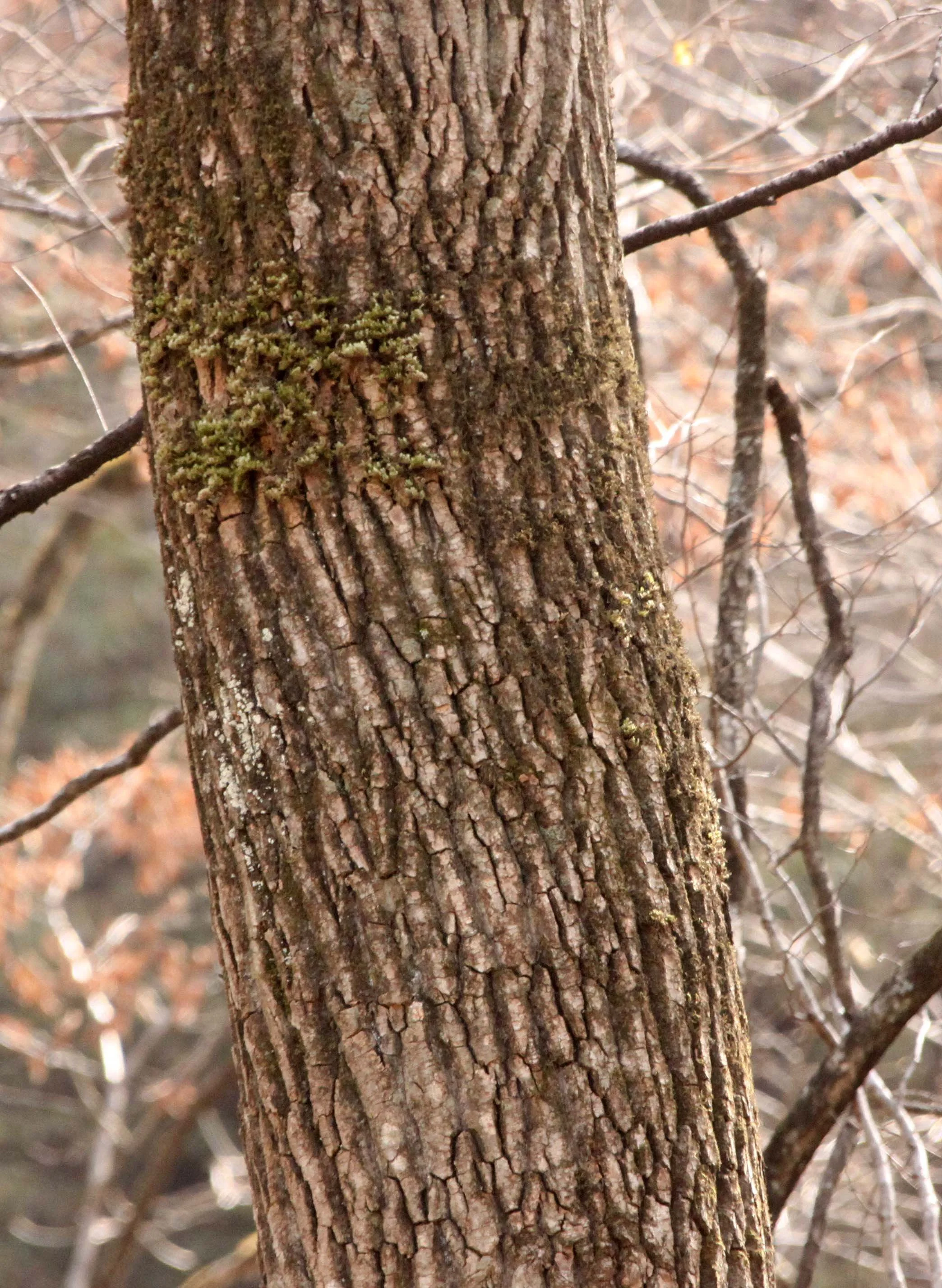 FOPING NATURE RESERVE - SHAANXI PROVINCE CHINA (259).JPG
