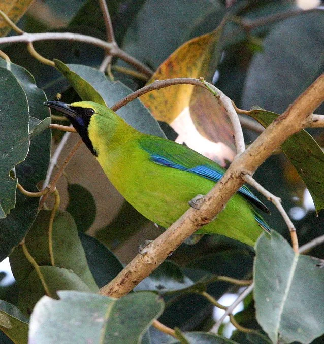 2016 Koh Lanta TheOtherSideVillas - Nature at our Home (26).JPG