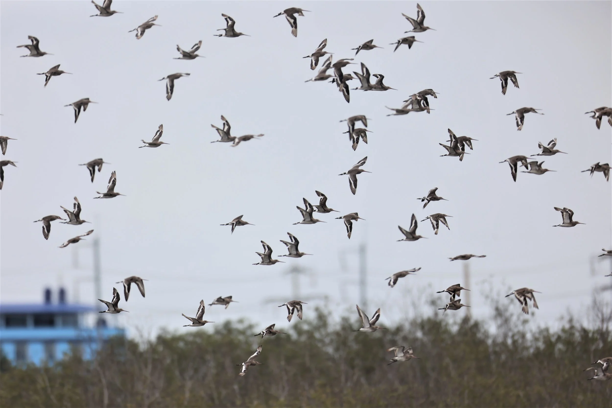 GODWIT - BLACK-TAILED GODWIT - Limosa limosa - BANG PU FOREST RESERVE SEPT 12 2021 (13).jpg