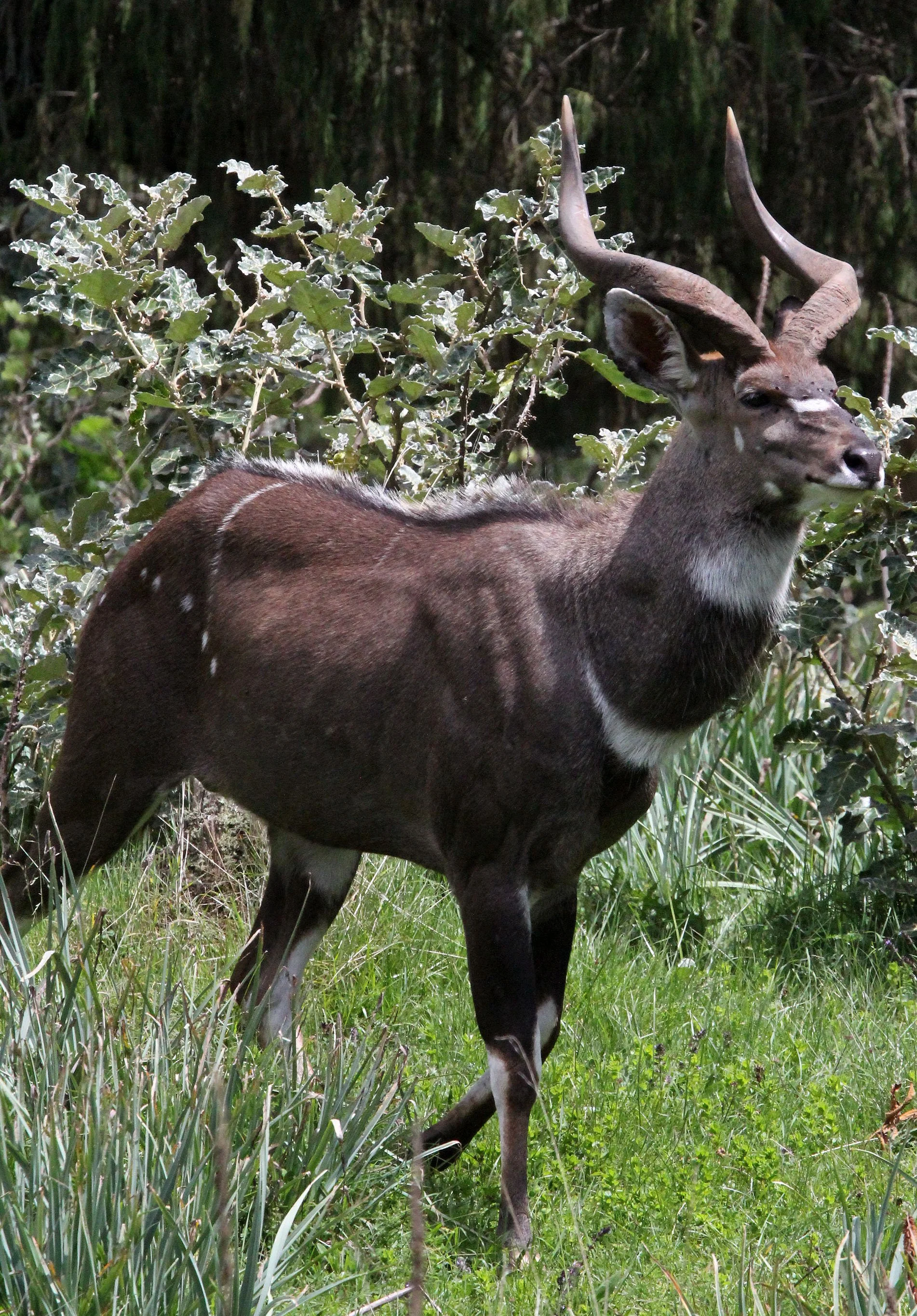 NYALA - MOUNTAIN NYALA - Tragelaphus buxtoni - BALE MOUNTAINS NATIONAL PARK ETHIOPIA (57).JPG