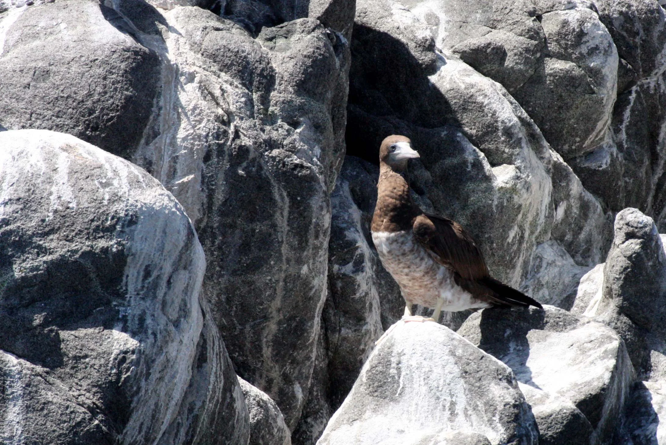 Brown Booby (Sula leucogaster) Santa Catalina Island Baja Mexico (27).JPG
